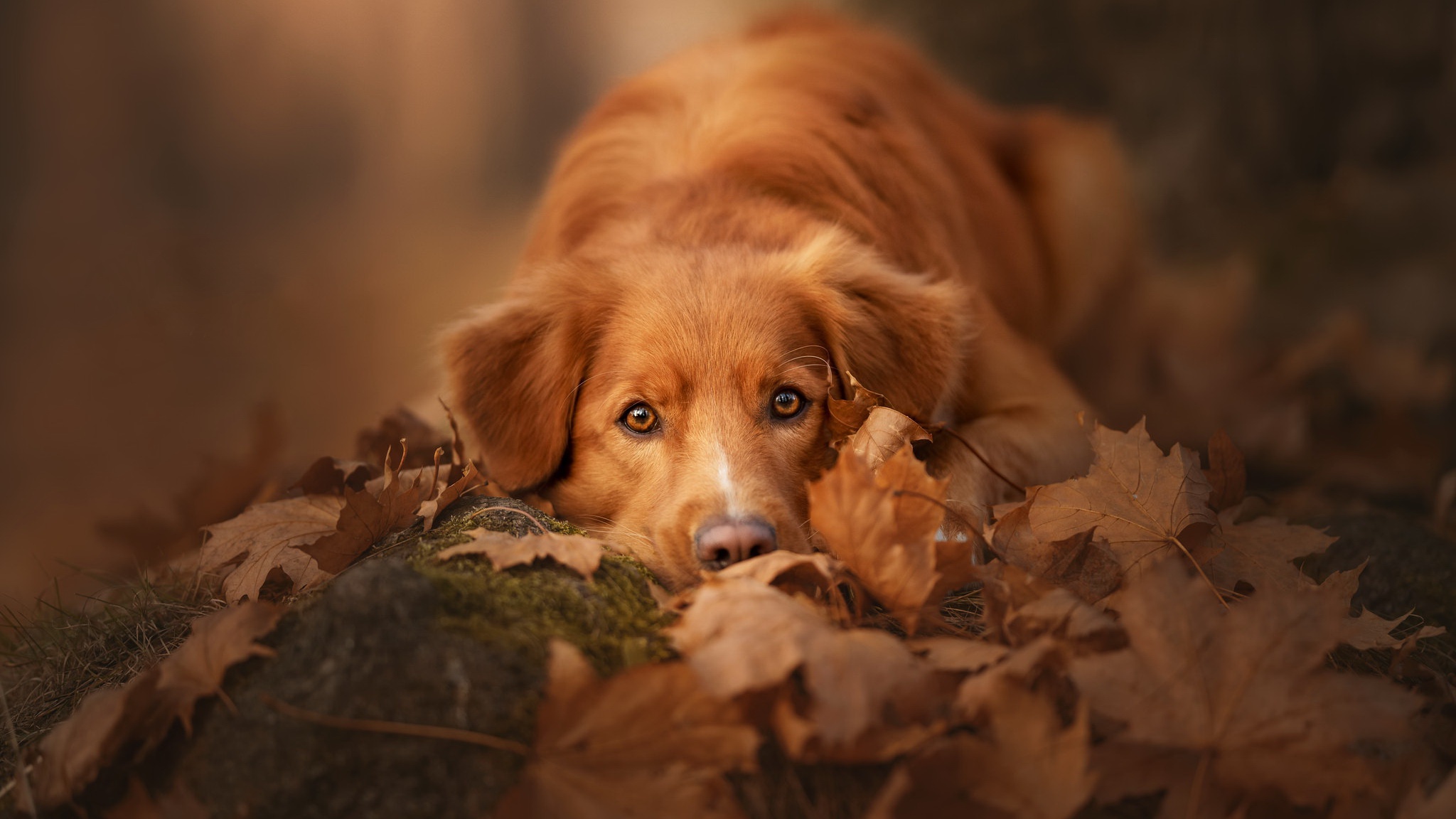 Handy-Wallpaper Tiere, Hunde, Golden Retriever kostenlos herunterladen.