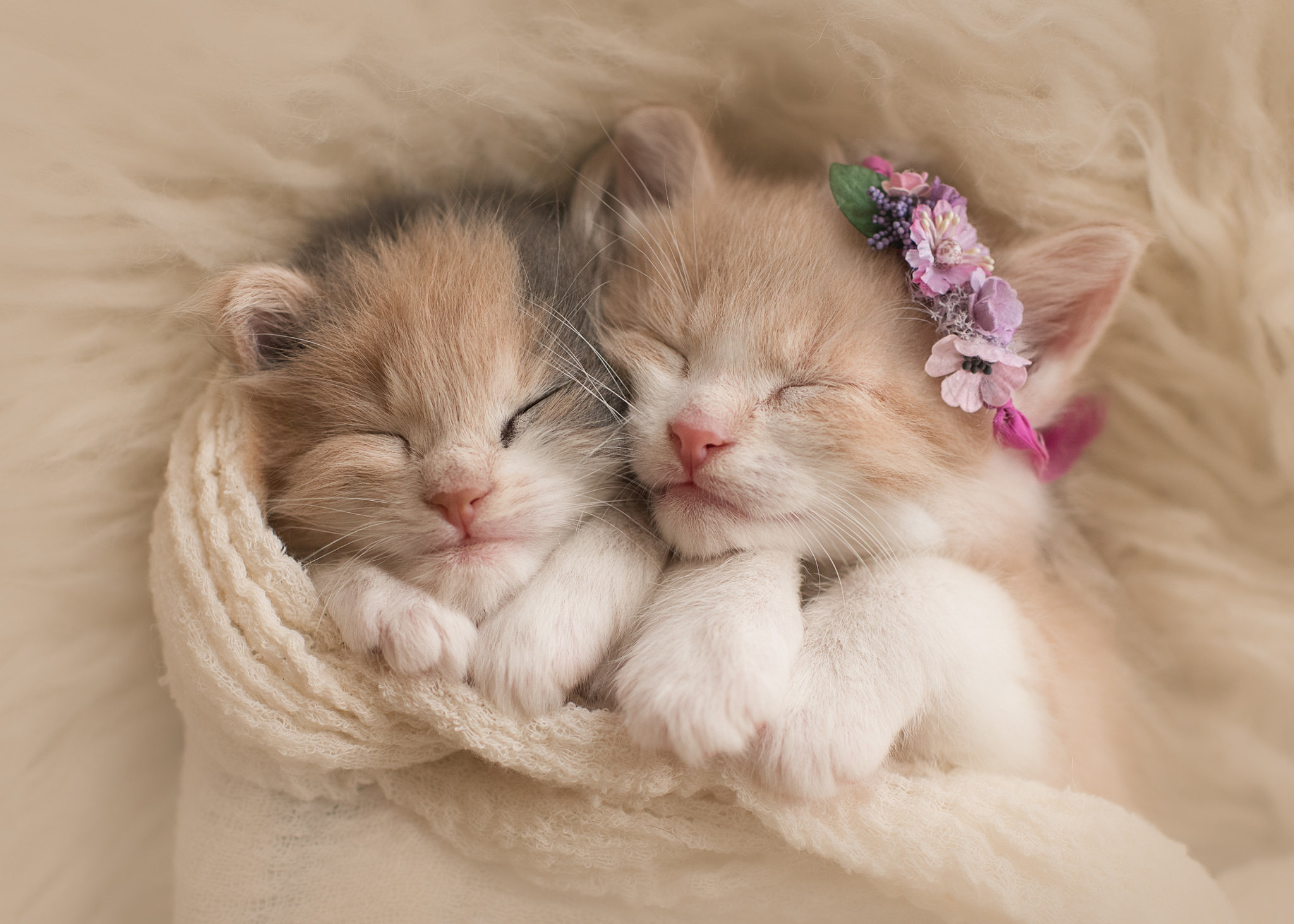 Free download wallpaper Cats, Cat, Kitten, Animal, Sleeping, Cute, Baby Animal on your PC desktop