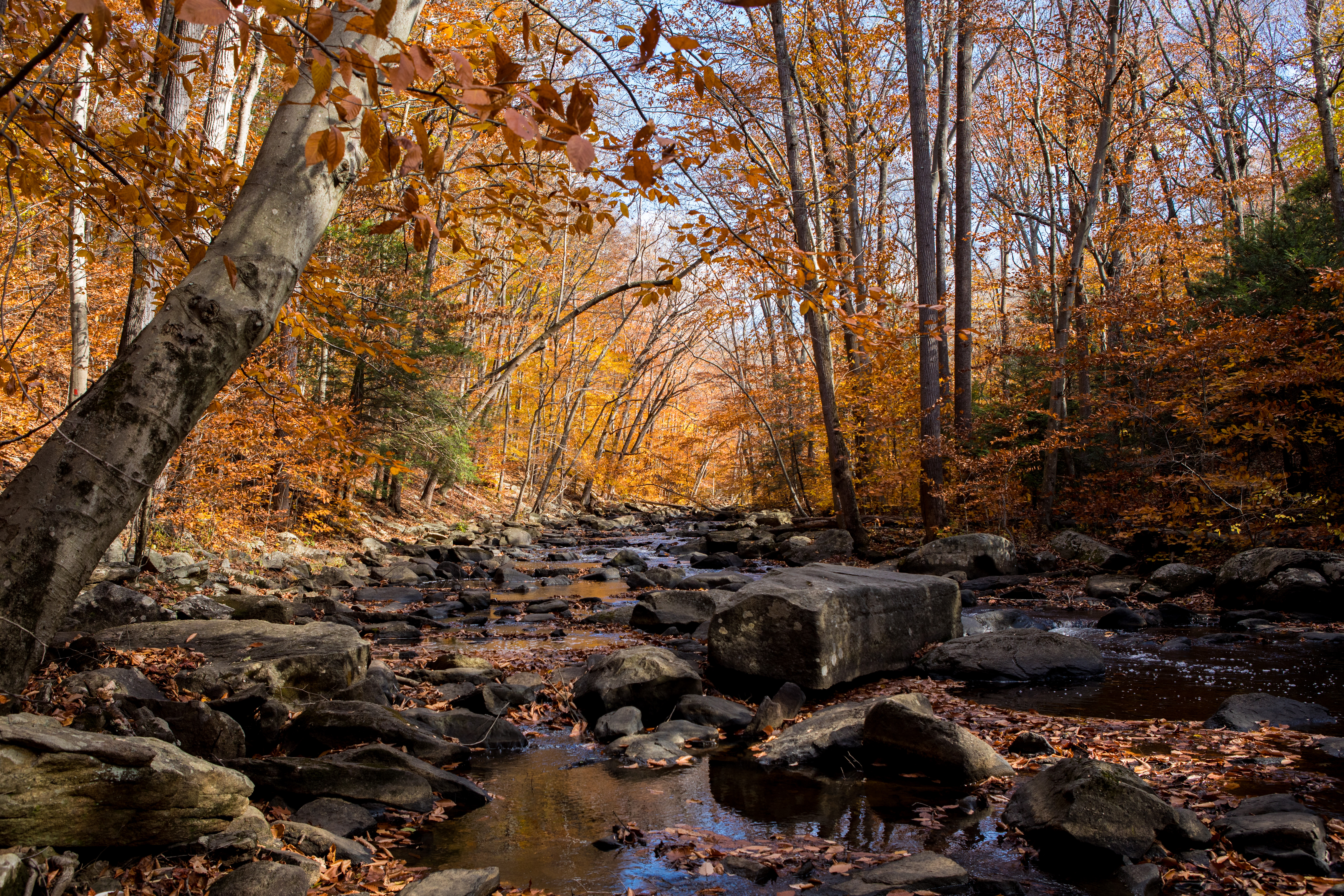 118814 descargar imagen otoño, naturaleza, ríos, stones, cala, arroyo: fondos de pantalla y protectores de pantalla gratis