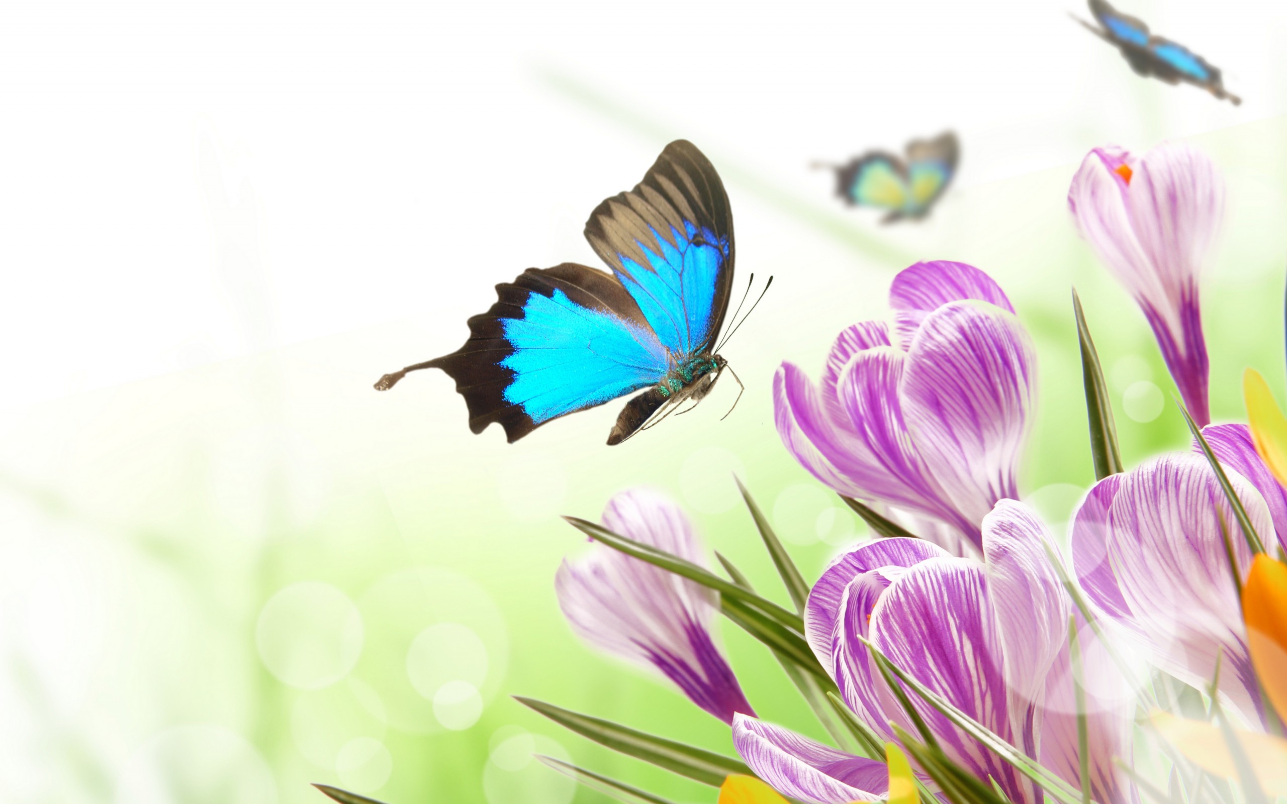 無料モバイル壁紙蝶, 青い, 芸術的, クロッカス, 紫色の花をダウンロードします。