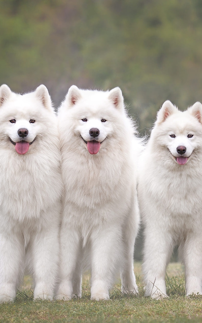 Download mobile wallpaper Dogs, Dog, Animal, Samoyed for free.