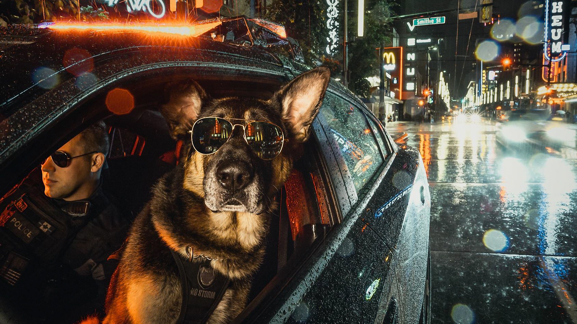 Handy-Wallpaper Tiere, Hunde, Hund, Schäferhund, Sonnenbrille, Nacht kostenlos herunterladen.