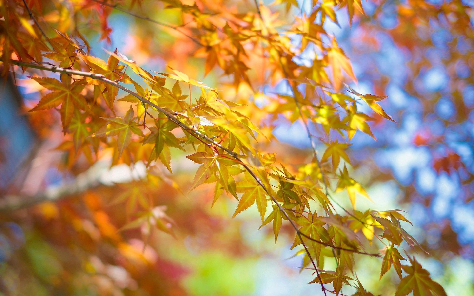 Скачать обои бесплатно Природа, Дерево, Ветка, Осень, Листья картинка на рабочий стол ПК