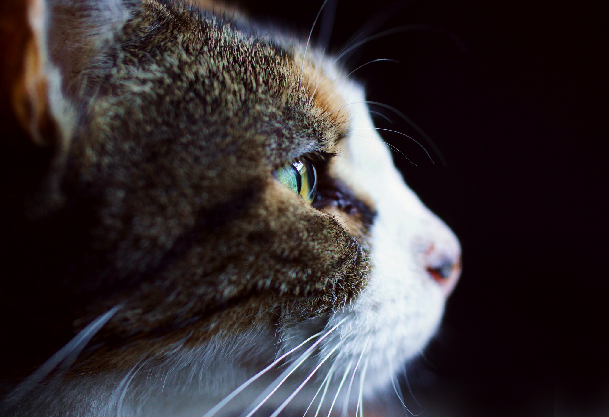 Free download wallpaper Cats, Cat, Close Up, Animal, Eye on your PC desktop