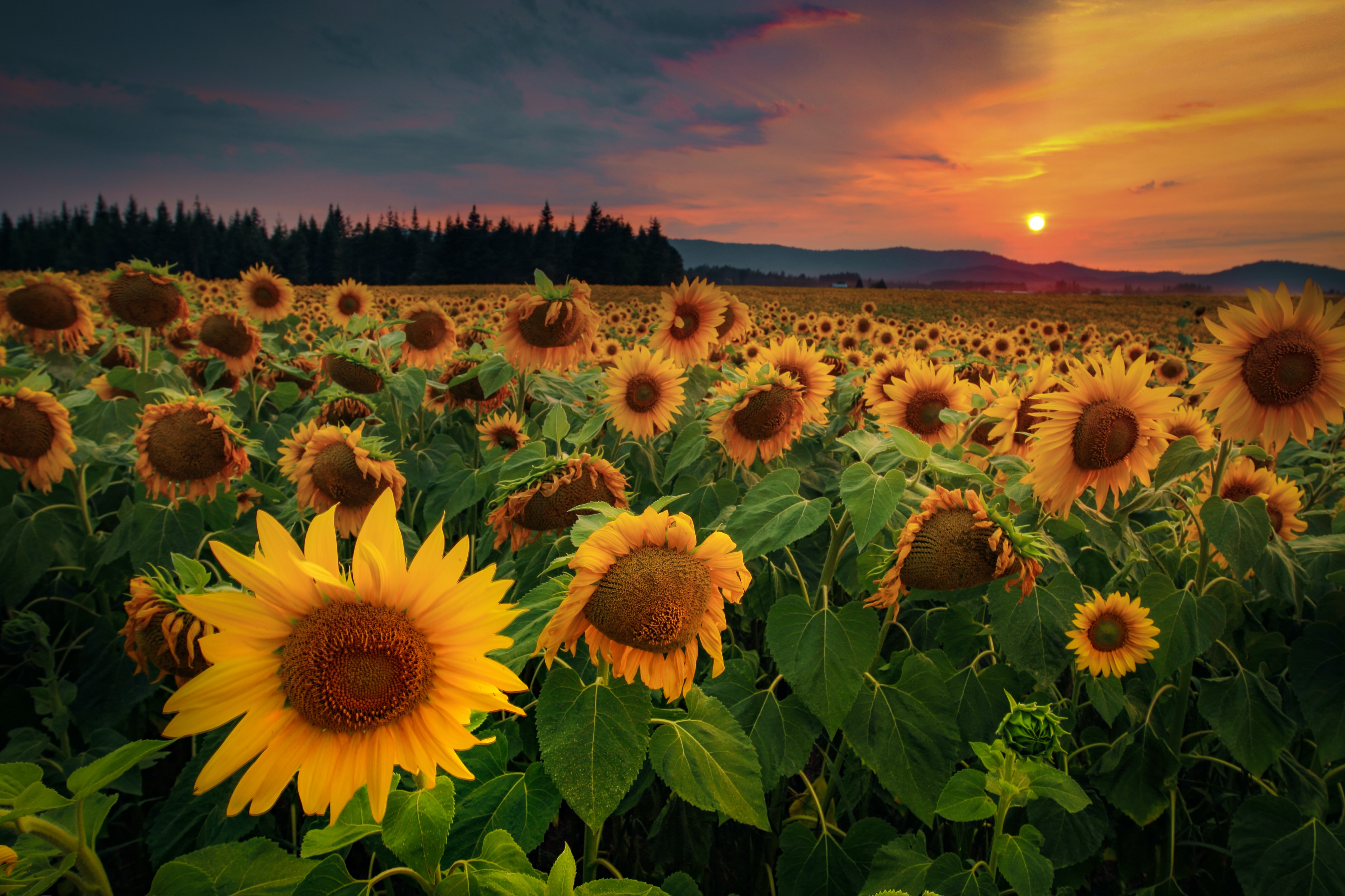 sunflowers, flowers, forest, field