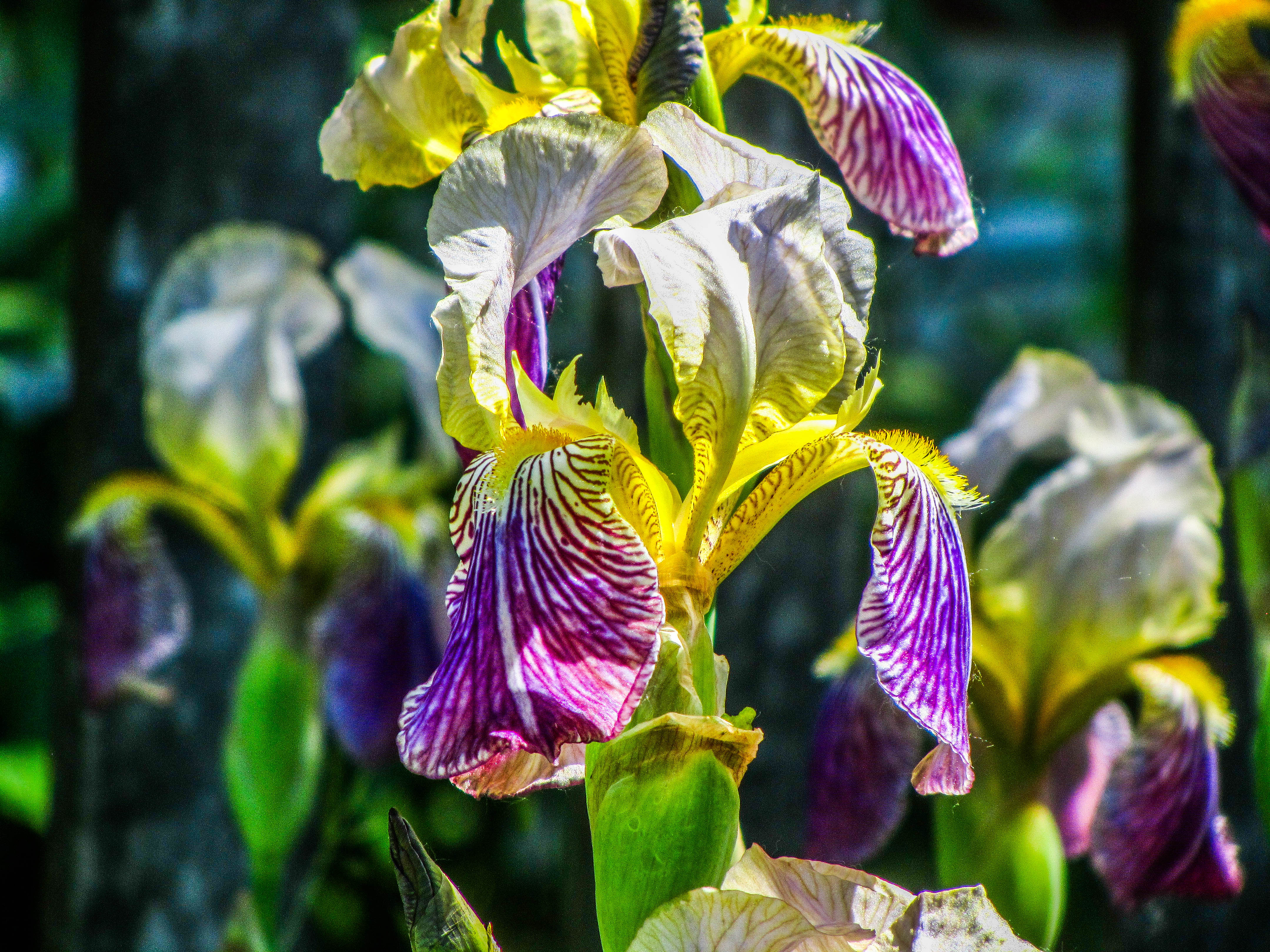 Descarga gratis la imagen Iris, Flor, Tierra/naturaleza en el escritorio de tu PC