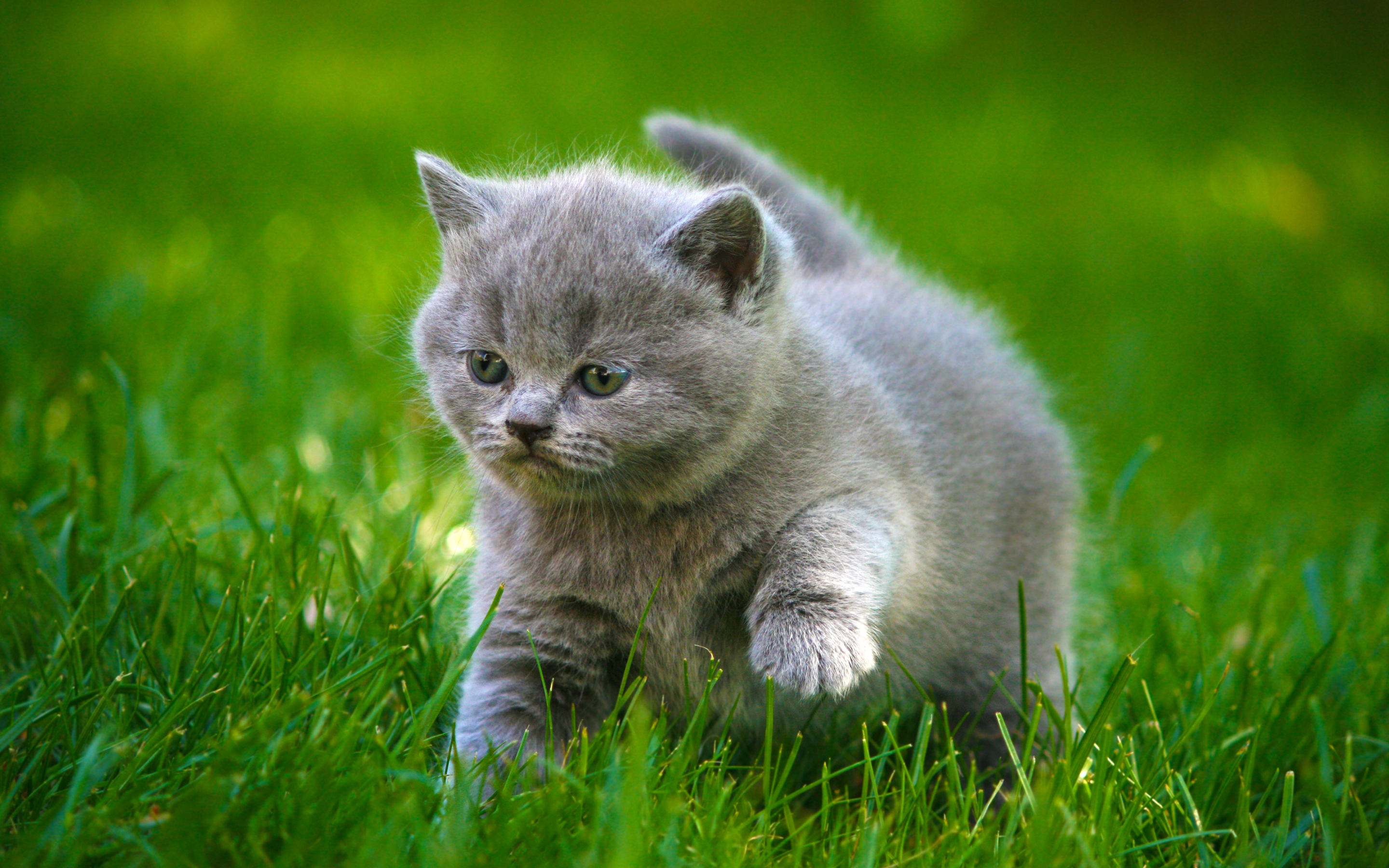 Скачати мобільні шпалери Кішка, Коти, Тварина безкоштовно.