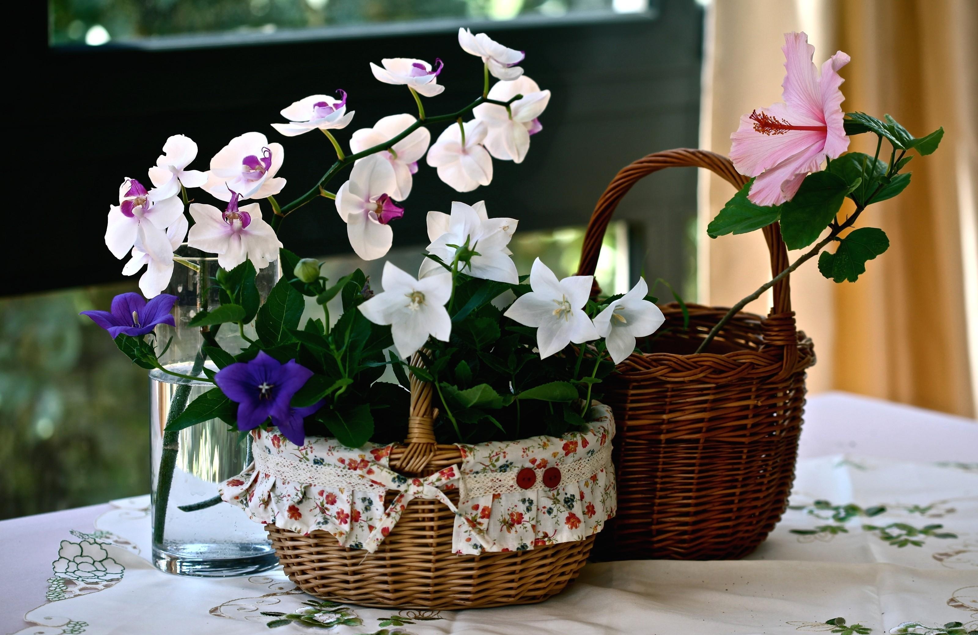 flowers, bluebells, glass, basket, hibiscus, orchid, baskets, tablecloth