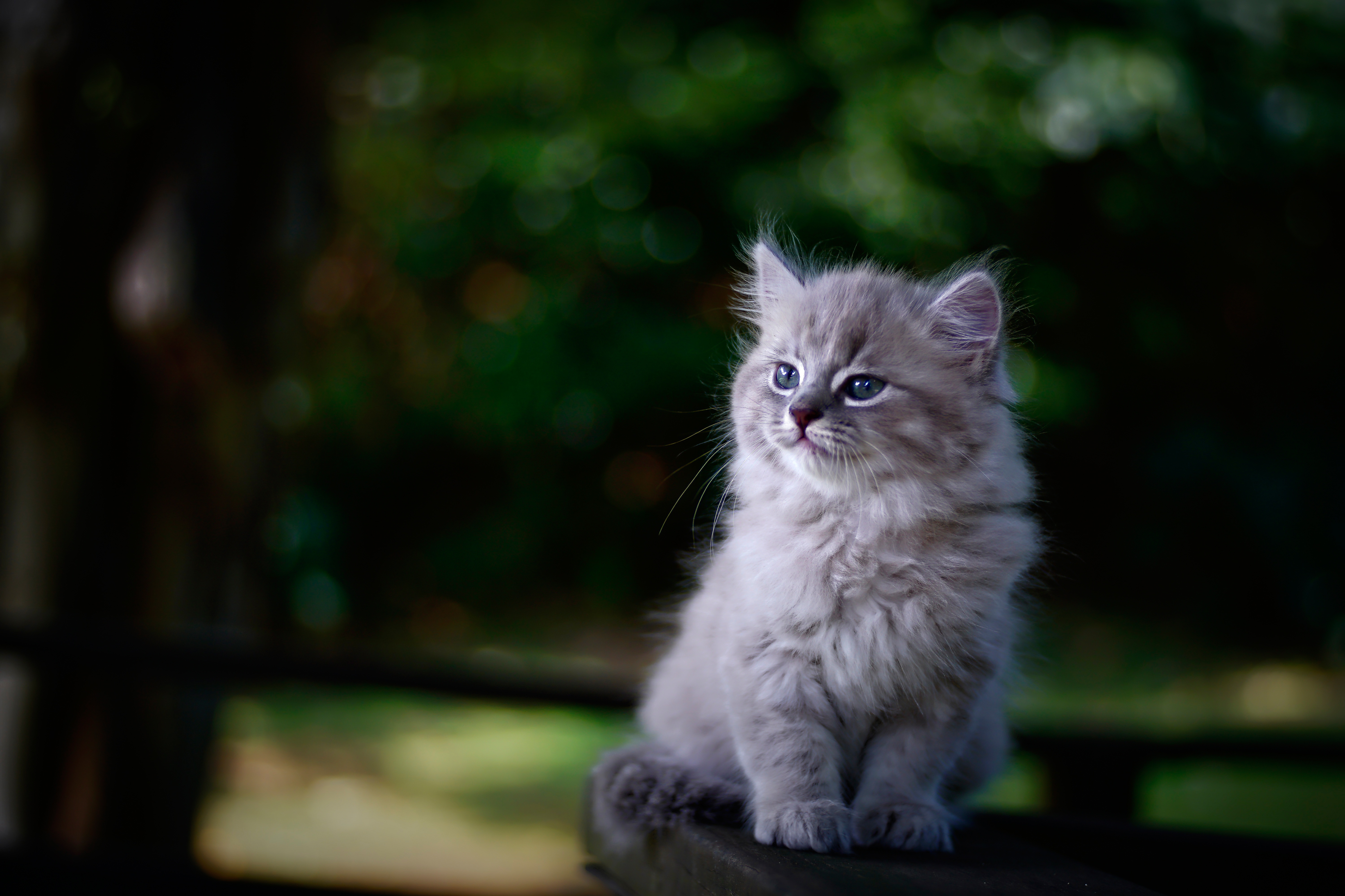 Download mobile wallpaper Cats, Cat, Animal, Depth Of Field for free.