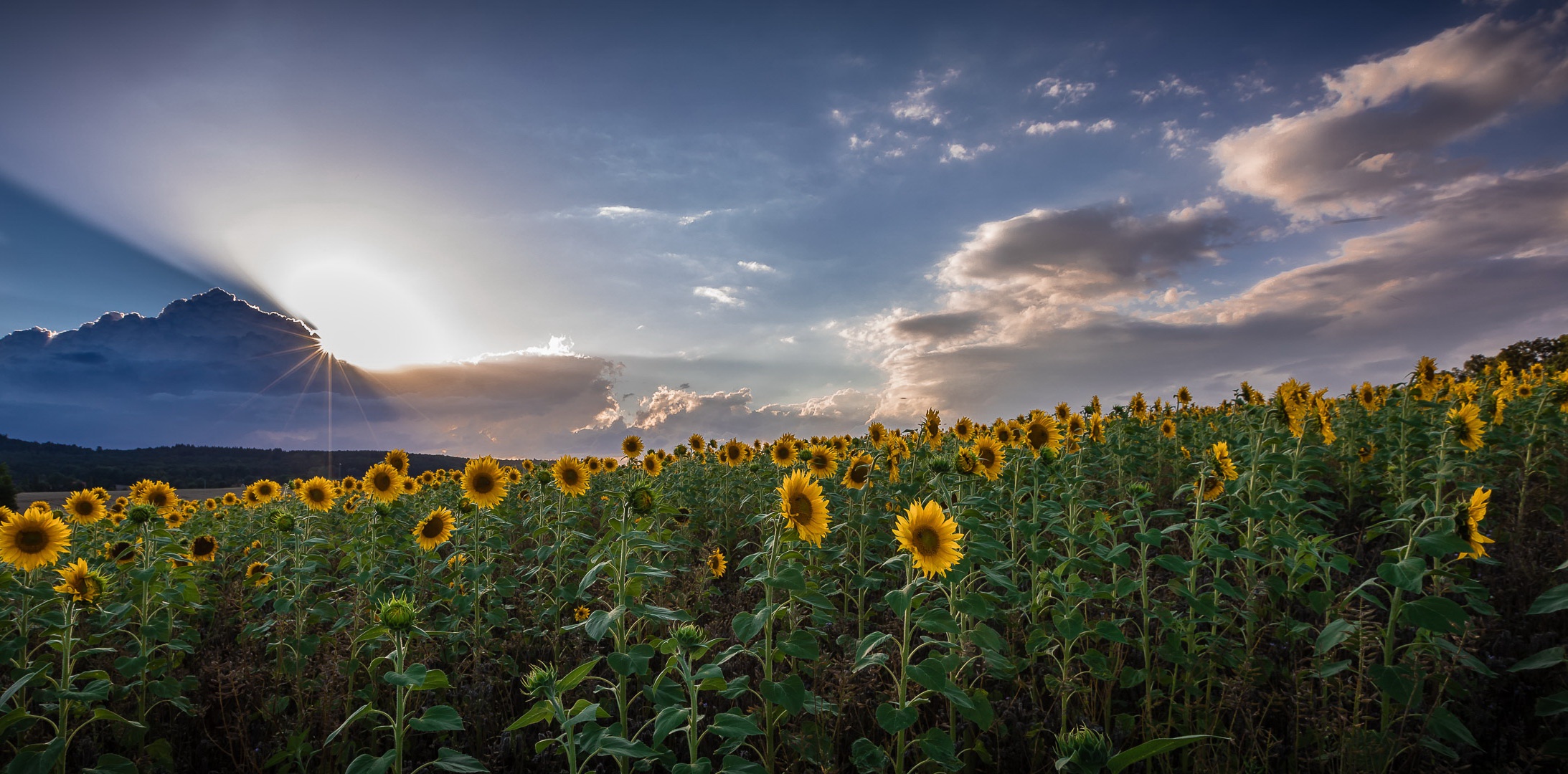 Laden Sie das Natur, Blumen, Sommer, Blume, Wolke, Sonnenblume, Gelbe Blume, Himmel, Sonnenstrahl, Erde/natur-Bild kostenlos auf Ihren PC-Desktop herunter
