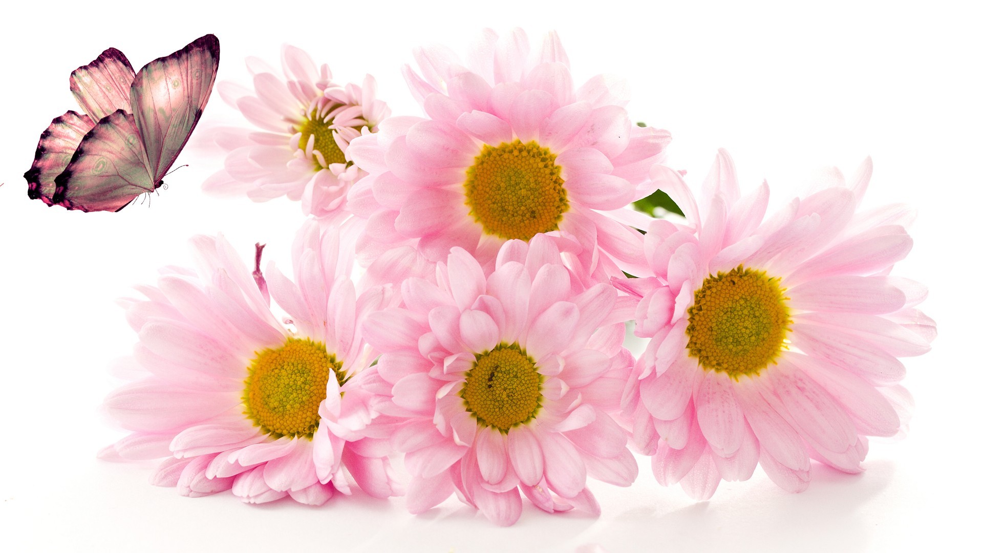 Download mobile wallpaper Flowers, Flower, Butterfly, Artistic, Daisy, Pink Flower for free.
