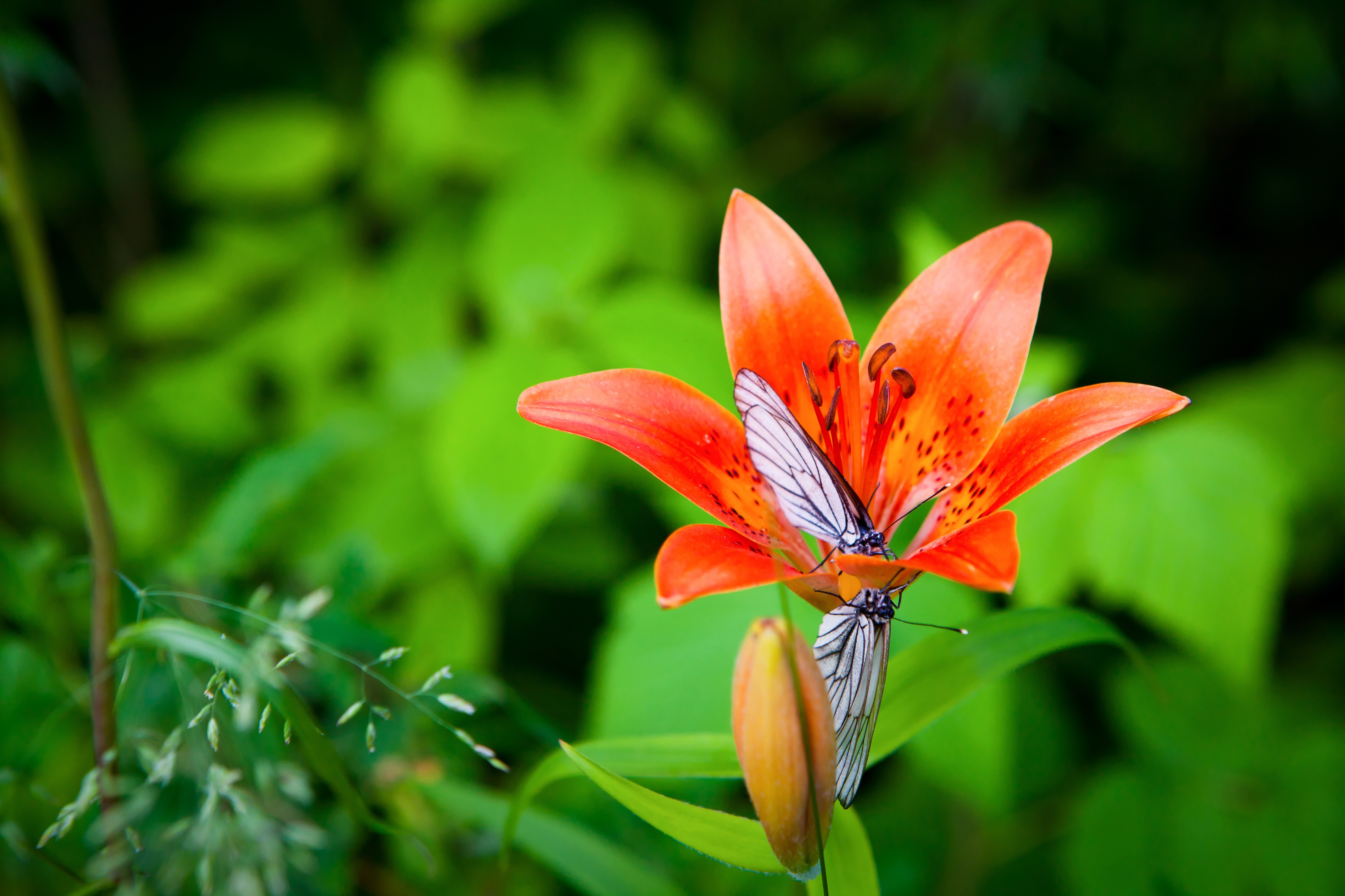 Laden Sie das Tiere, Schmetterlinge, Blume, Lilie-Bild kostenlos auf Ihren PC-Desktop herunter