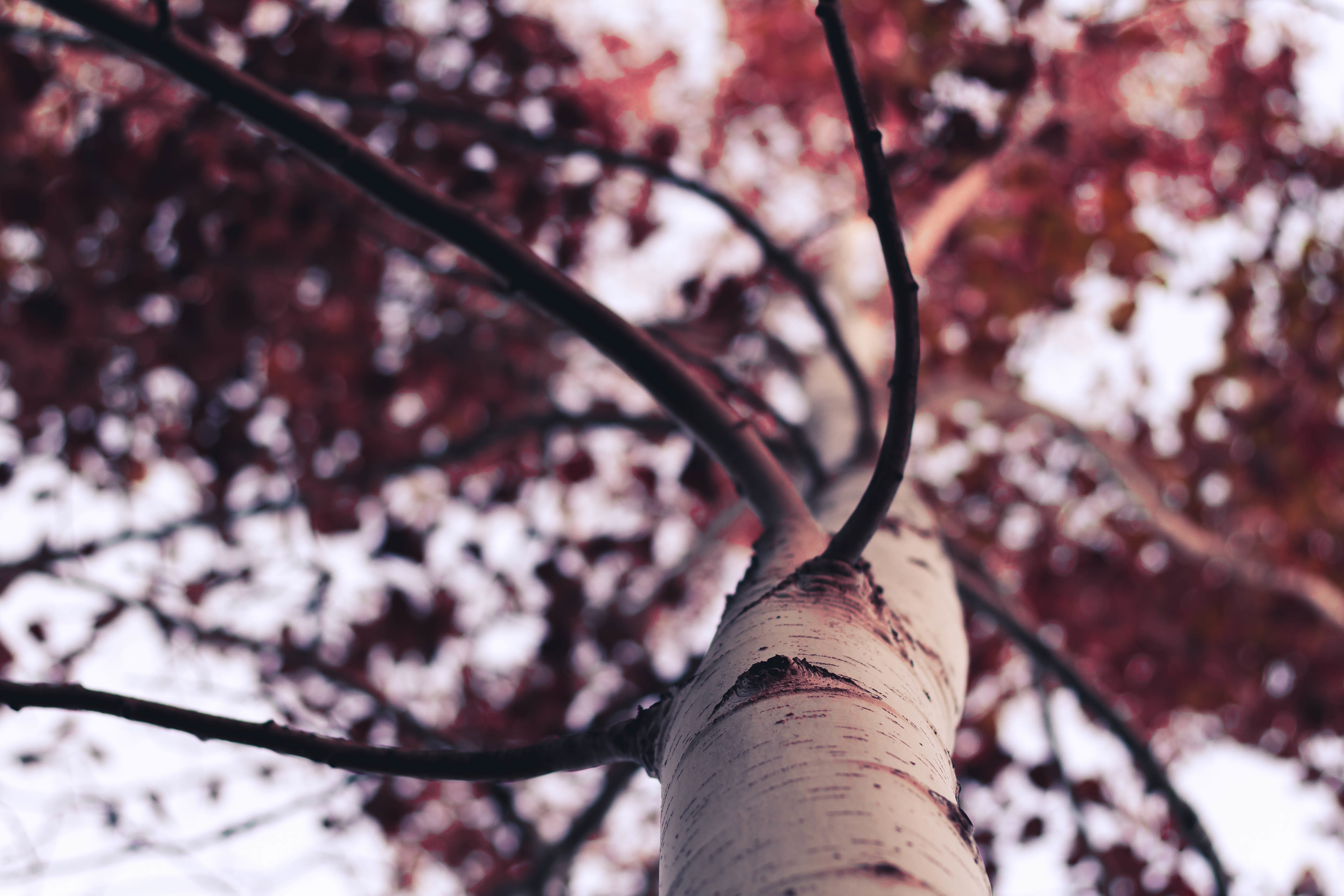 Free download wallpaper Tree, Branches, Trunk, Nature, Wood, Branch on your PC desktop