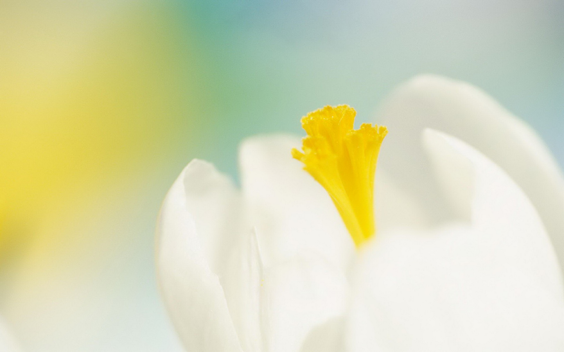 Descarga gratuita de fondo de pantalla para móvil de Flores, Flor, Tierra/naturaleza.