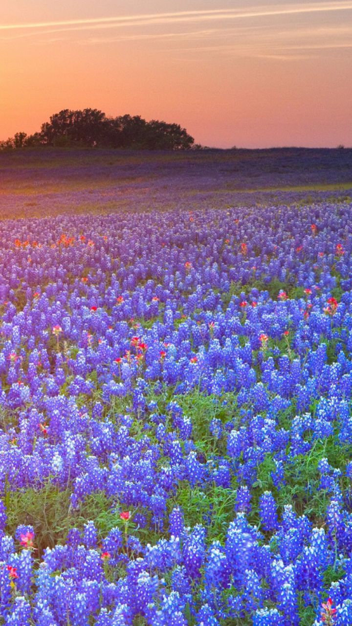 texas bluebonnets, earth, sunrise, flower, sunset, texas