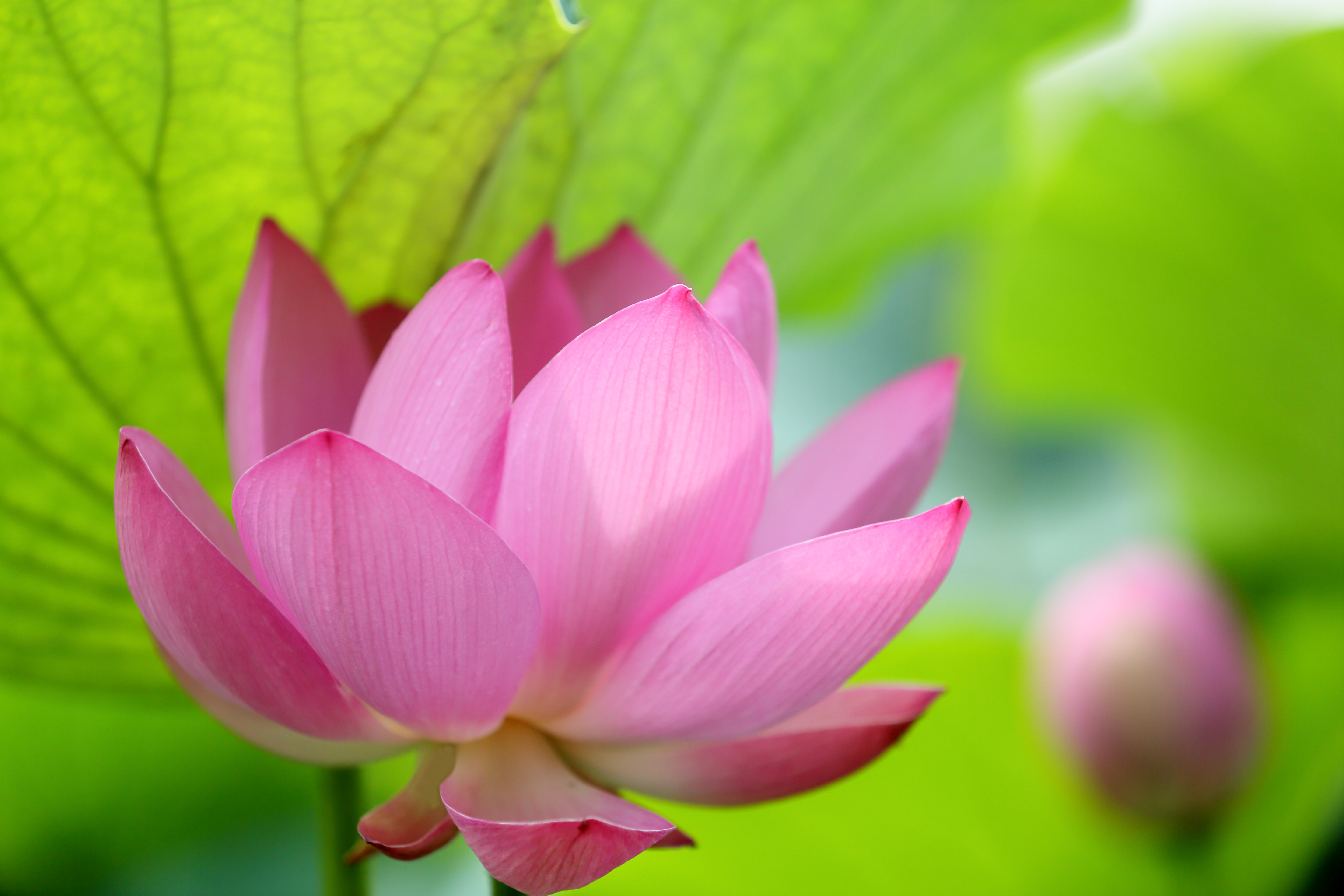 Téléchargez gratuitement l'image Fleurs, Lotus, Fleur, Fermer, La Nature, Terre/nature, Fleur Rose sur le bureau de votre PC