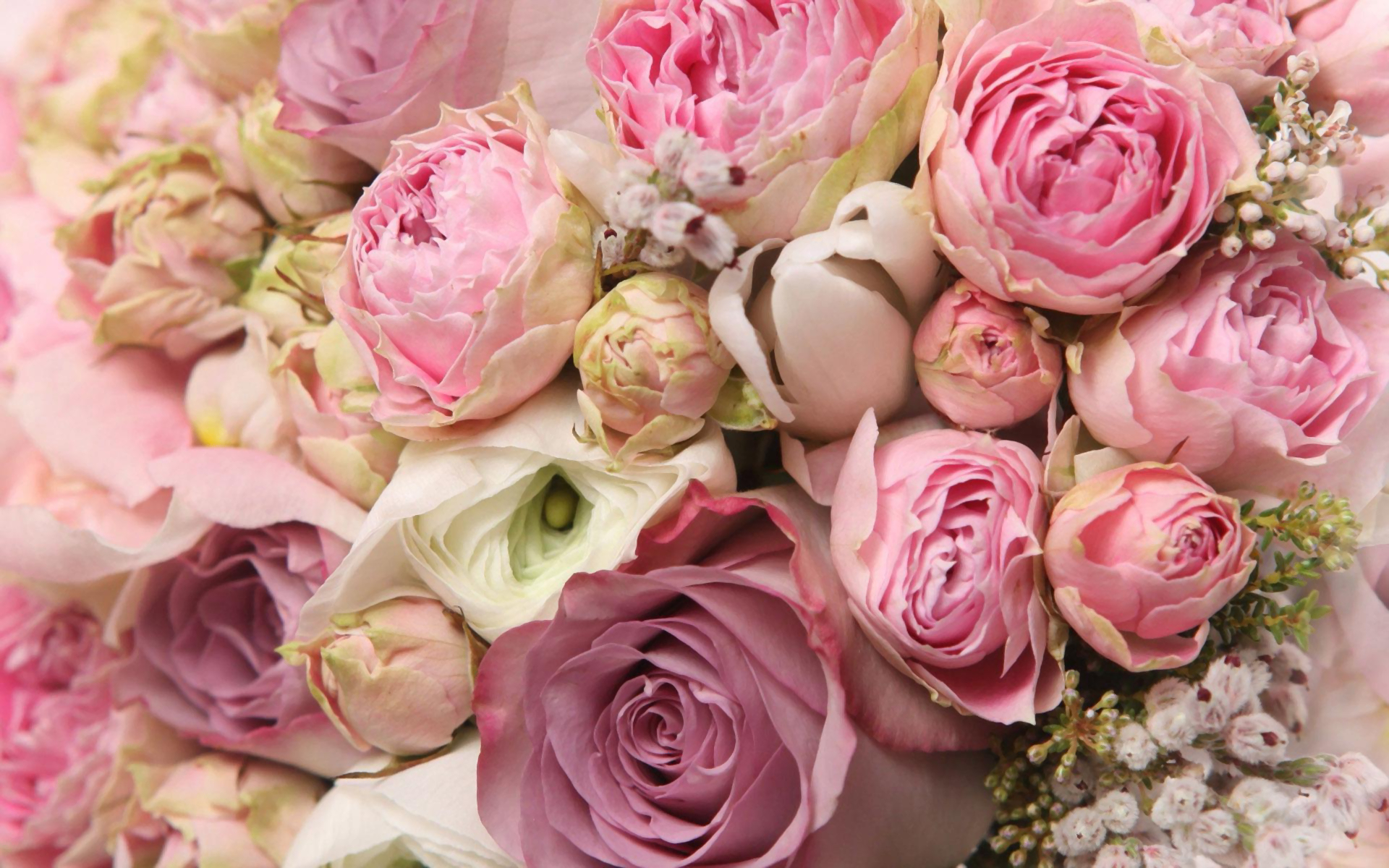 Free download wallpaper Flowers, Flower, Rose, Earth, Peony, Pink Flower on your PC desktop