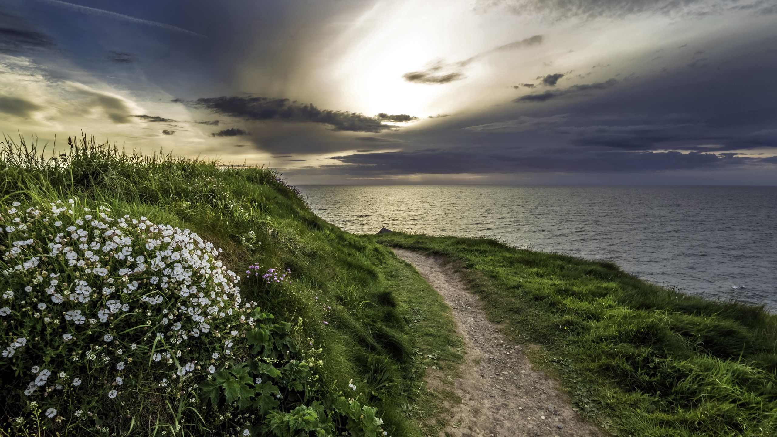 Download mobile wallpaper Evening, Nature, Grass, Sea, Flowers for free.