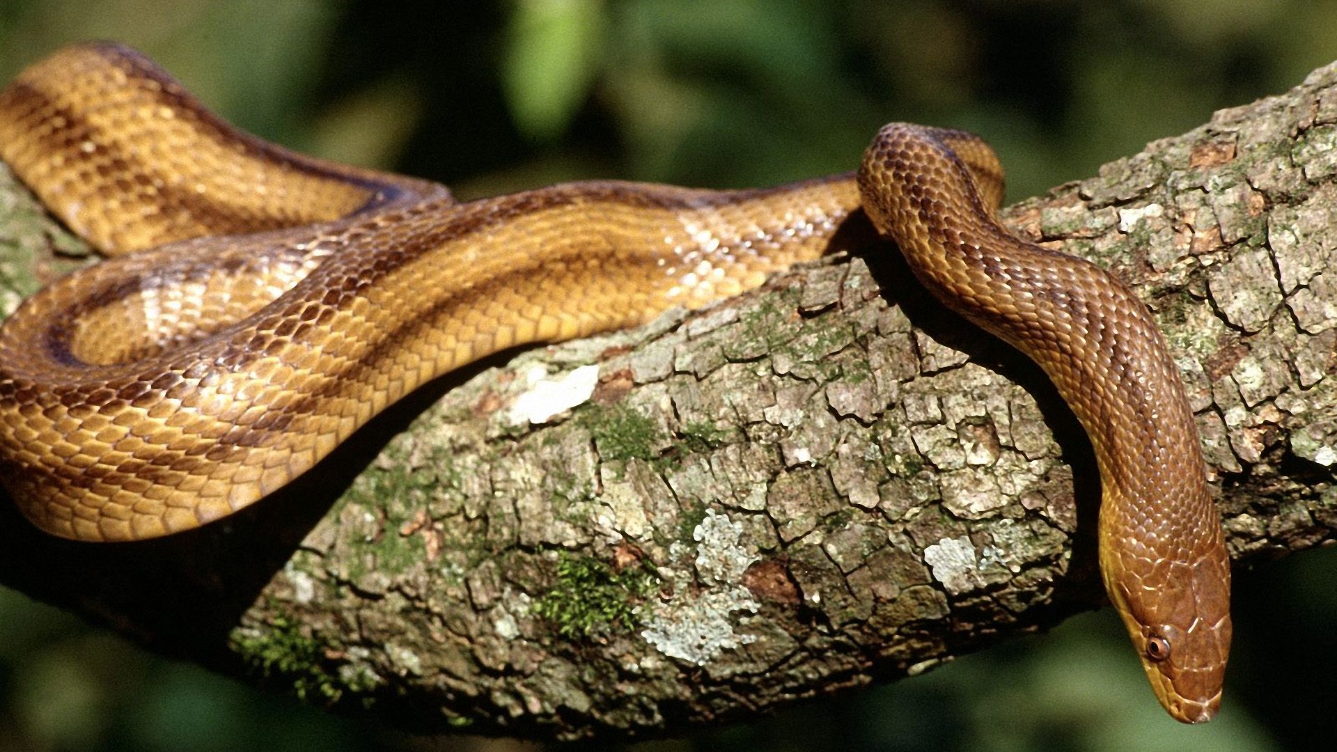 Descarga gratuita de fondo de pantalla para móvil de Animales, Serpiente, Reptiles.