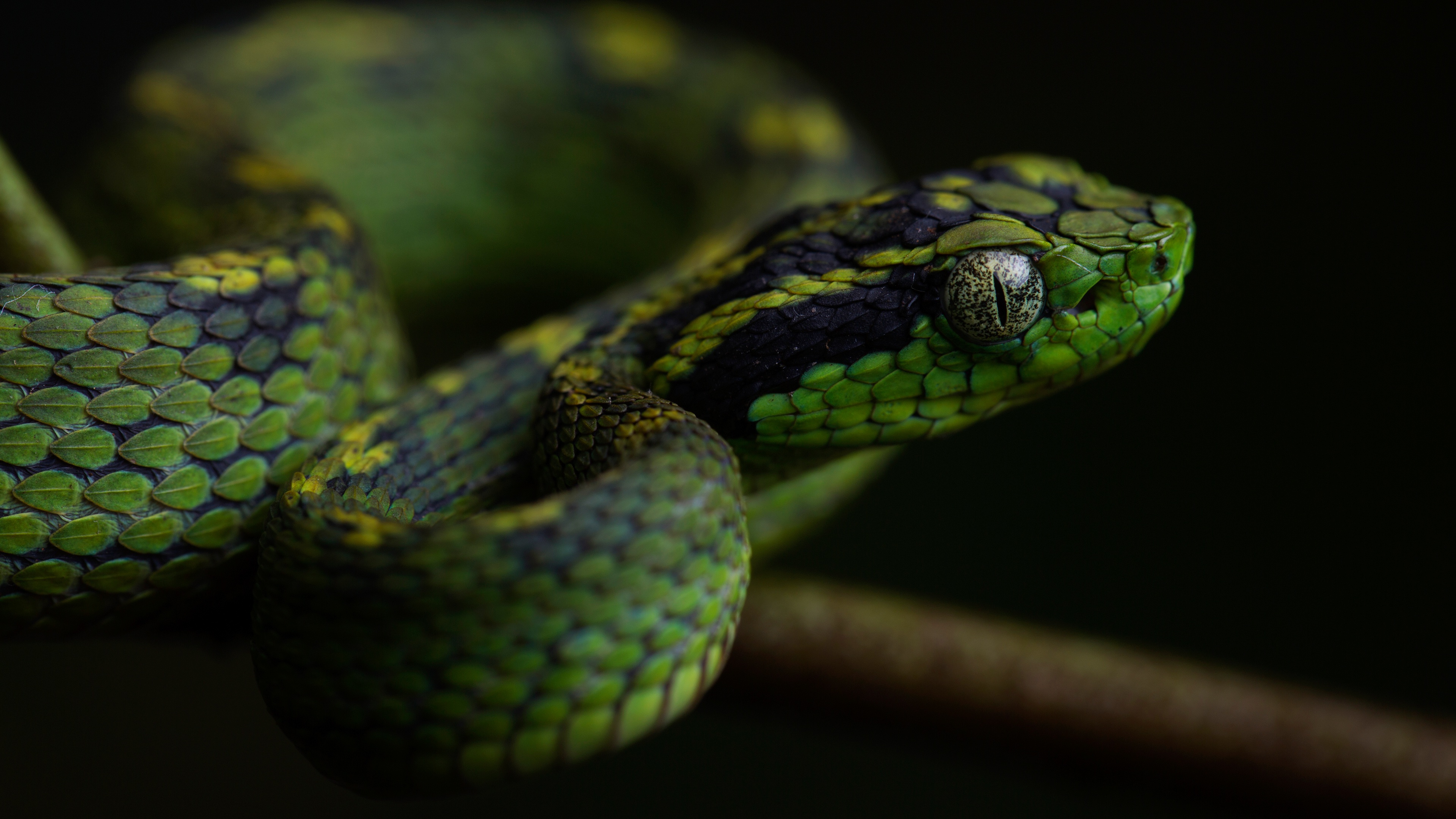 Download mobile wallpaper Animal, Reptile, Snake, Reptiles for free.