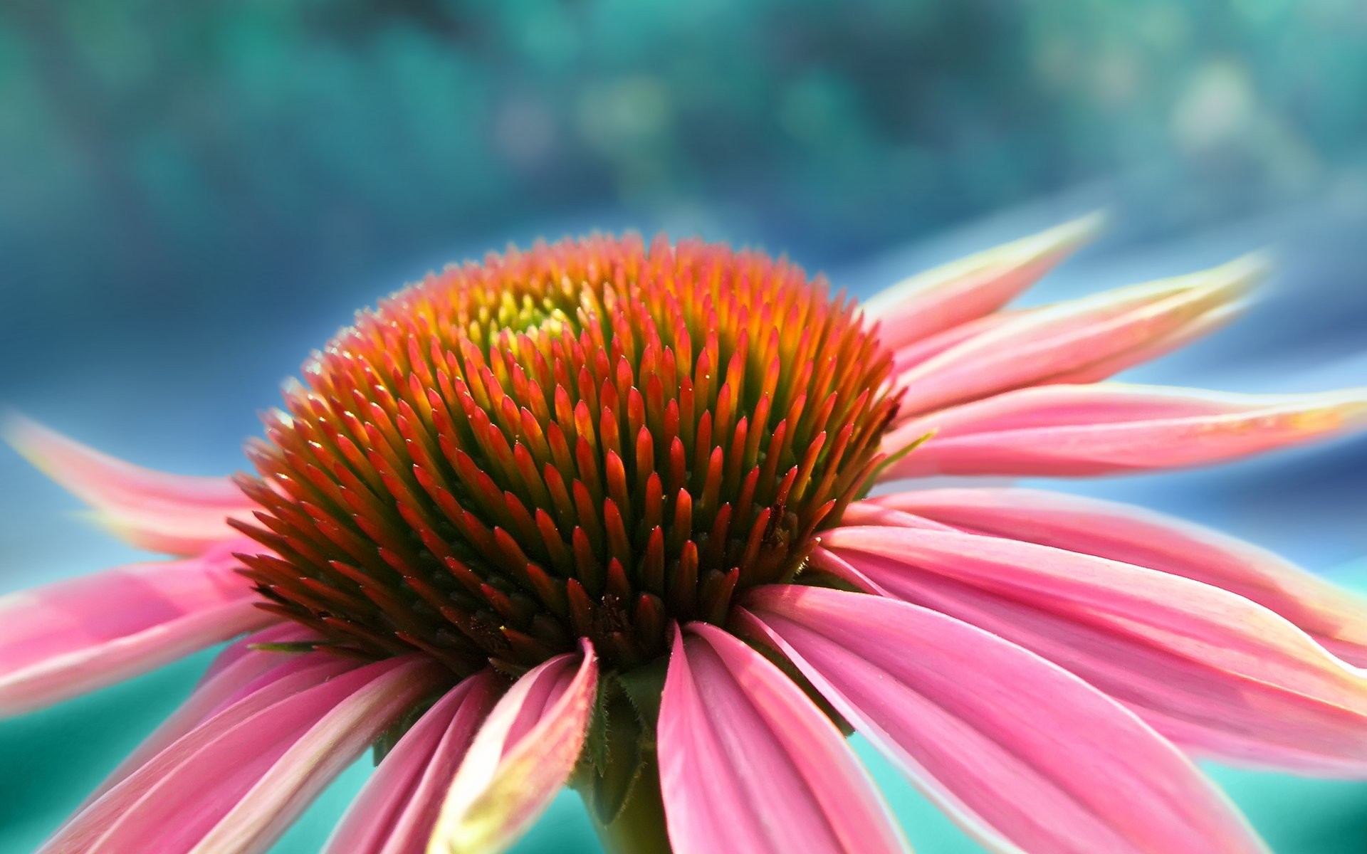 Descarga gratuita de fondo de pantalla para móvil de Flores, Flor, Tierra/naturaleza.