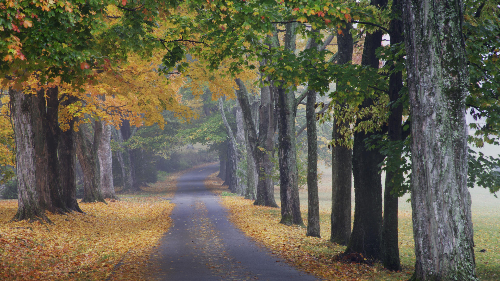 無料モバイル壁紙自然, 木, 秋, 道, 地球, 並木道をダウンロードします。