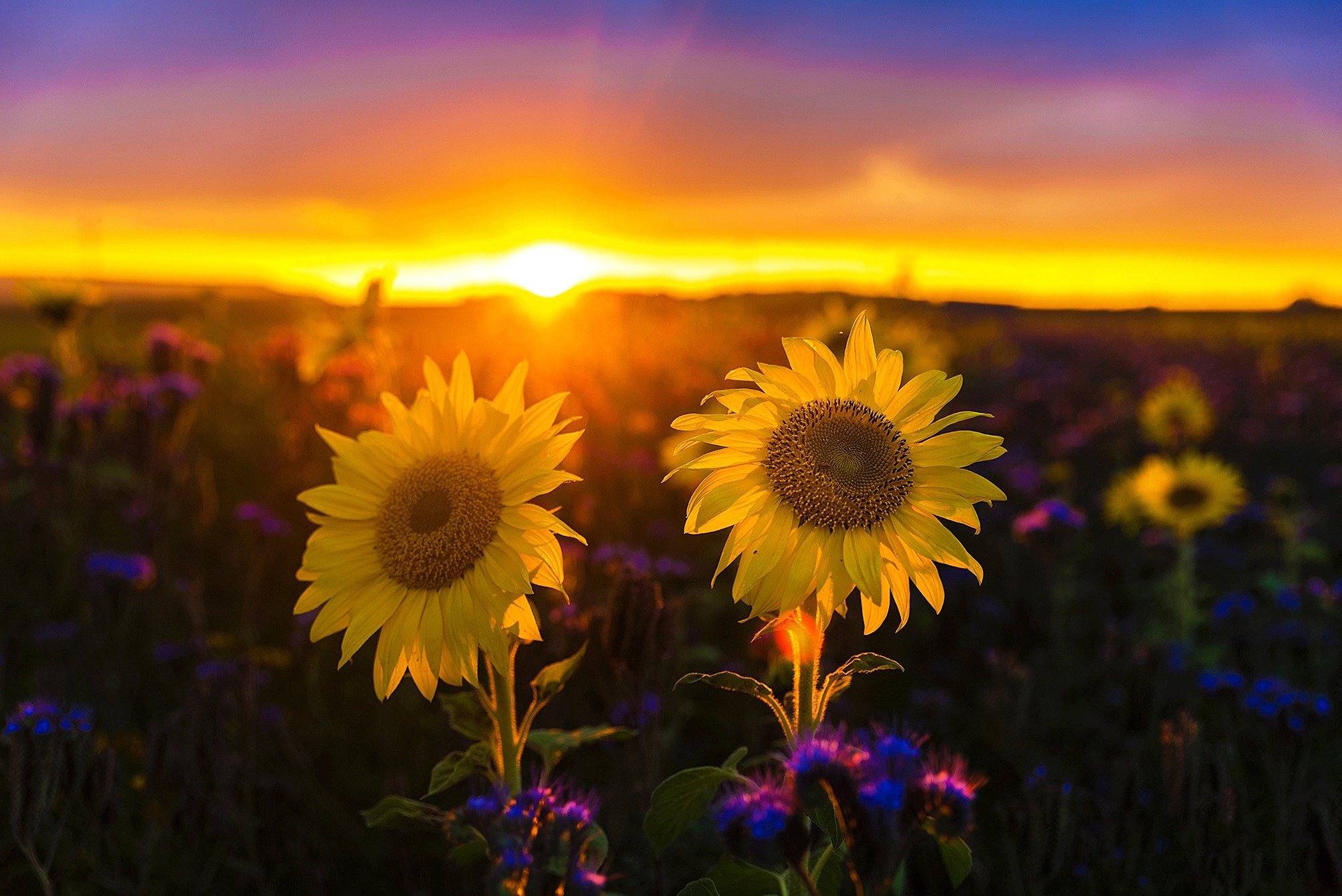 Laden Sie das Natur, Blumen, Sonnenblume, Gelbe Blume, Sonnenuntergang, Erde/natur-Bild kostenlos auf Ihren PC-Desktop herunter