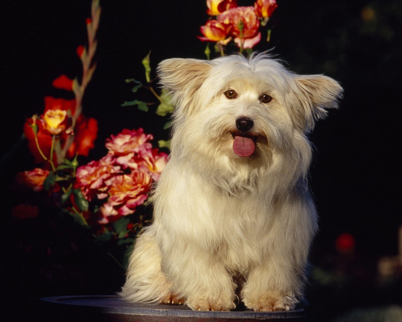 Téléchargez gratuitement l'image Animaux, Chien sur le bureau de votre PC