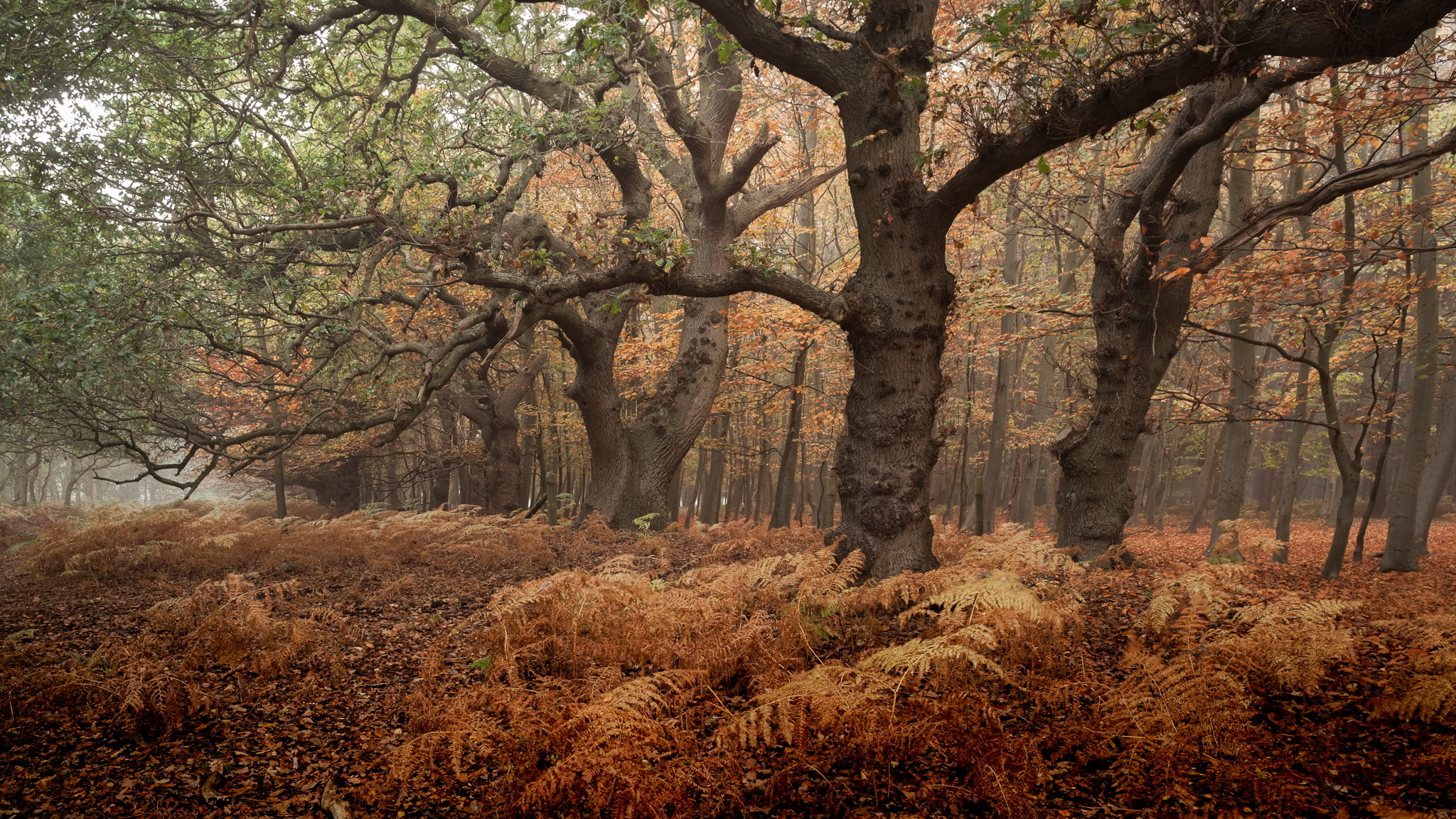 Laden Sie das Natur, Herbst, Farne, Wald, Baum, Erde/natur-Bild kostenlos auf Ihren PC-Desktop herunter
