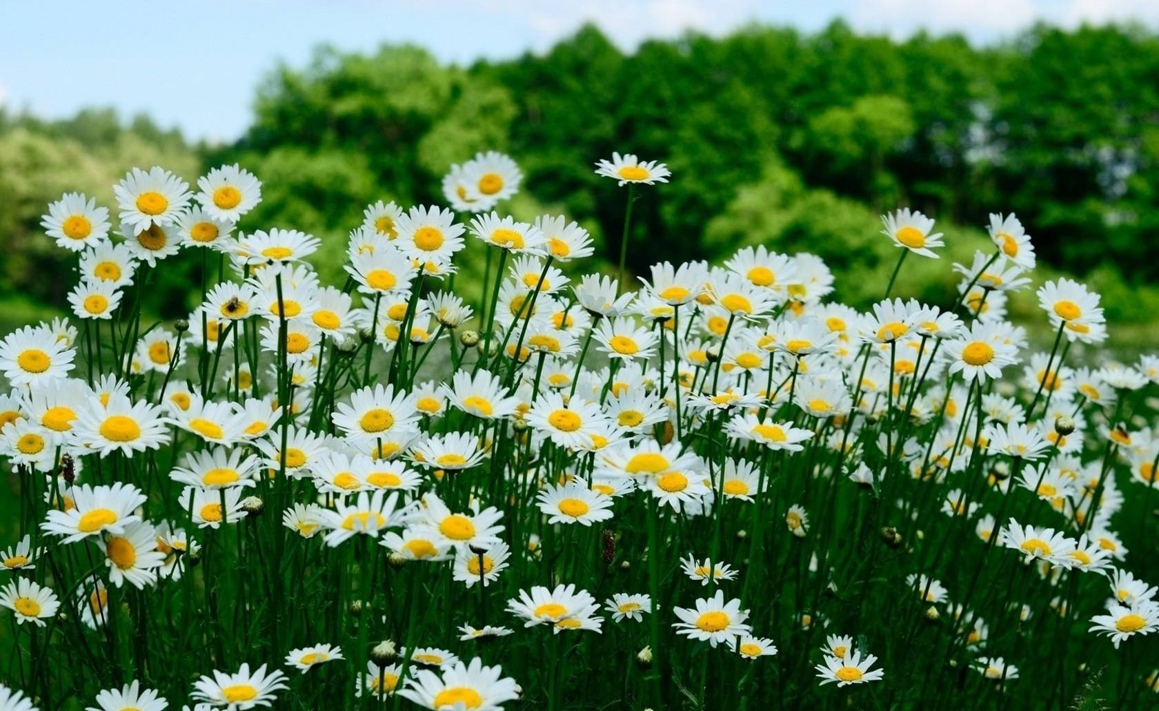 Téléchargez des papiers peints mobile Fleurs, Herbe, Marguerite, Fleur Blanche, Terre/nature gratuitement.