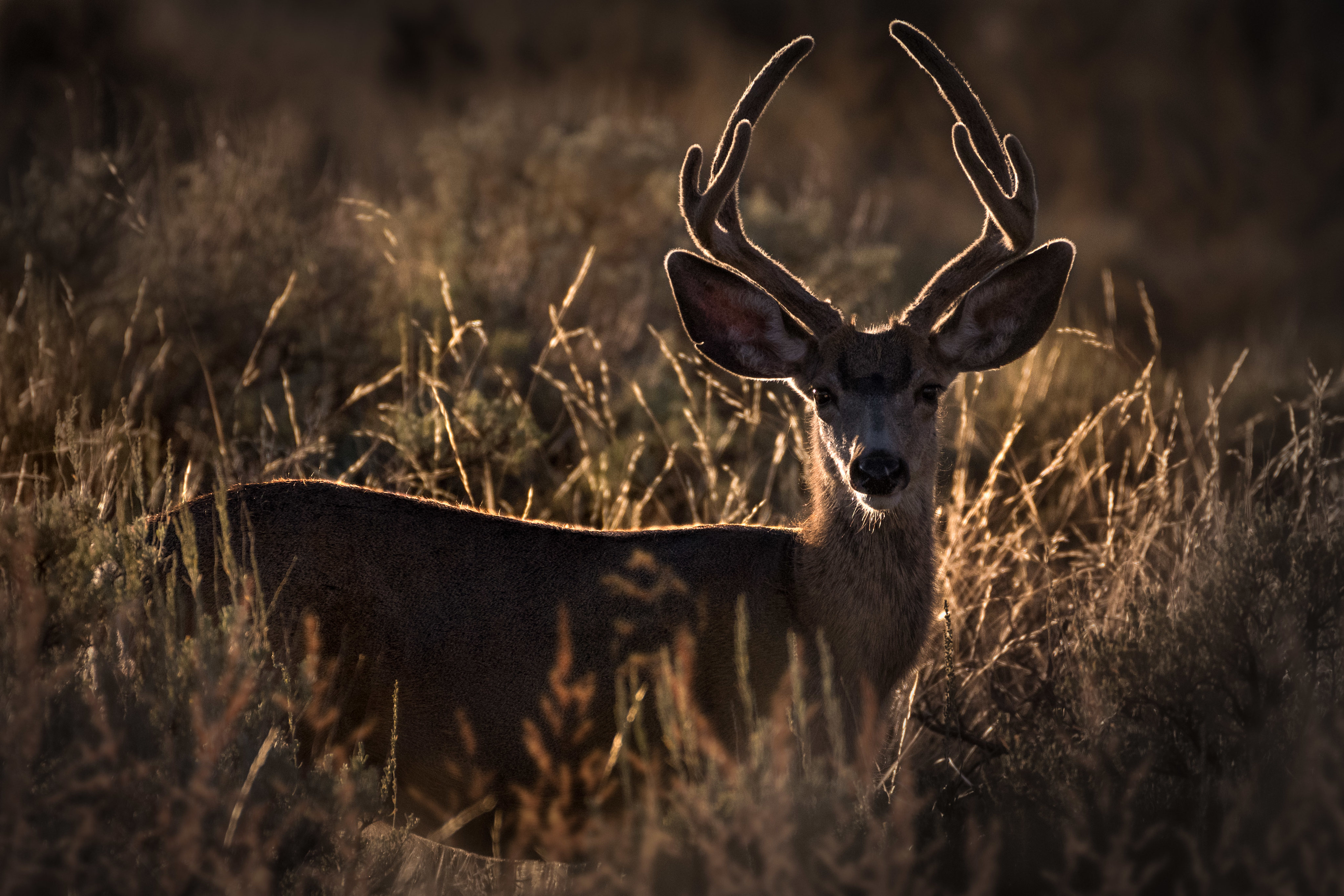 Free download wallpaper Animals, Animal, Ears, Horns, Deer on your PC desktop