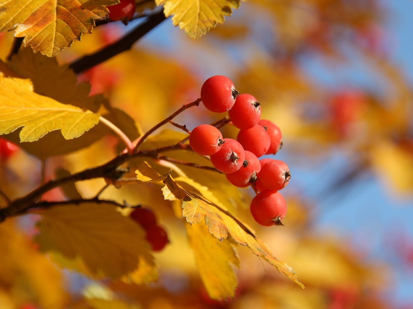 27196 скачать обои осень, ягоды, листья, растения - заставки и картинки бесплатно