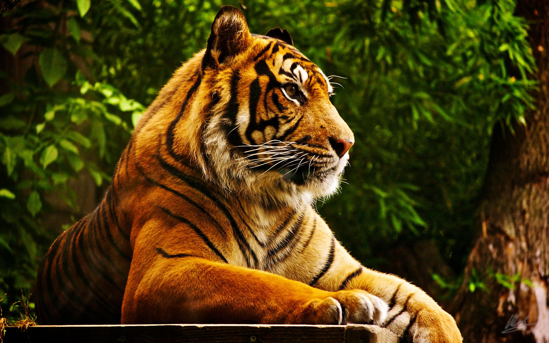 Download mobile wallpaper Tiger, Animal for free.