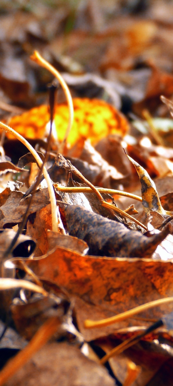 Descarga gratuita de fondo de pantalla para móvil de Hoja, Tierra/naturaleza.