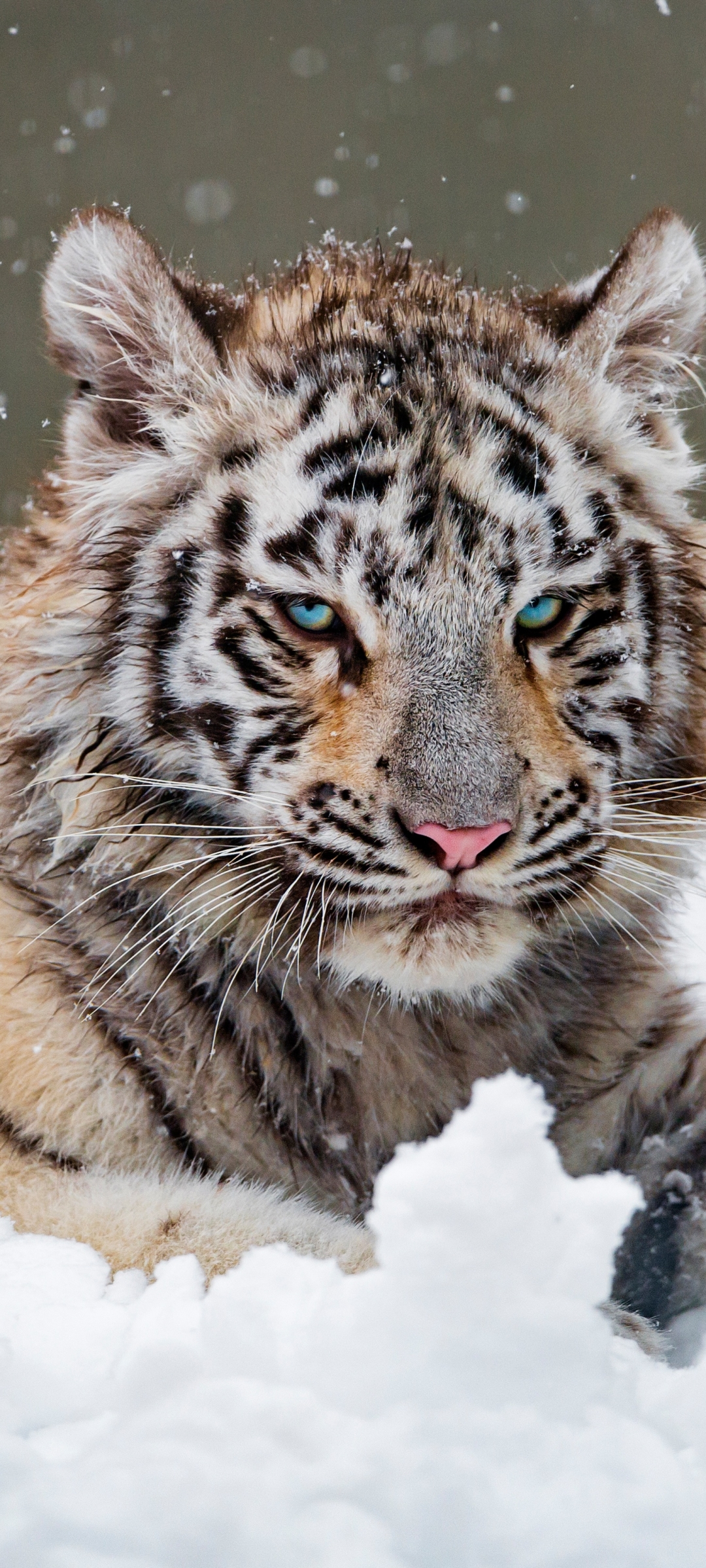 Téléchargez des papiers peints mobile Animaux, Hiver, Chats, Tigre, Tigre Blanc, L'hiver, Neiger gratuitement.