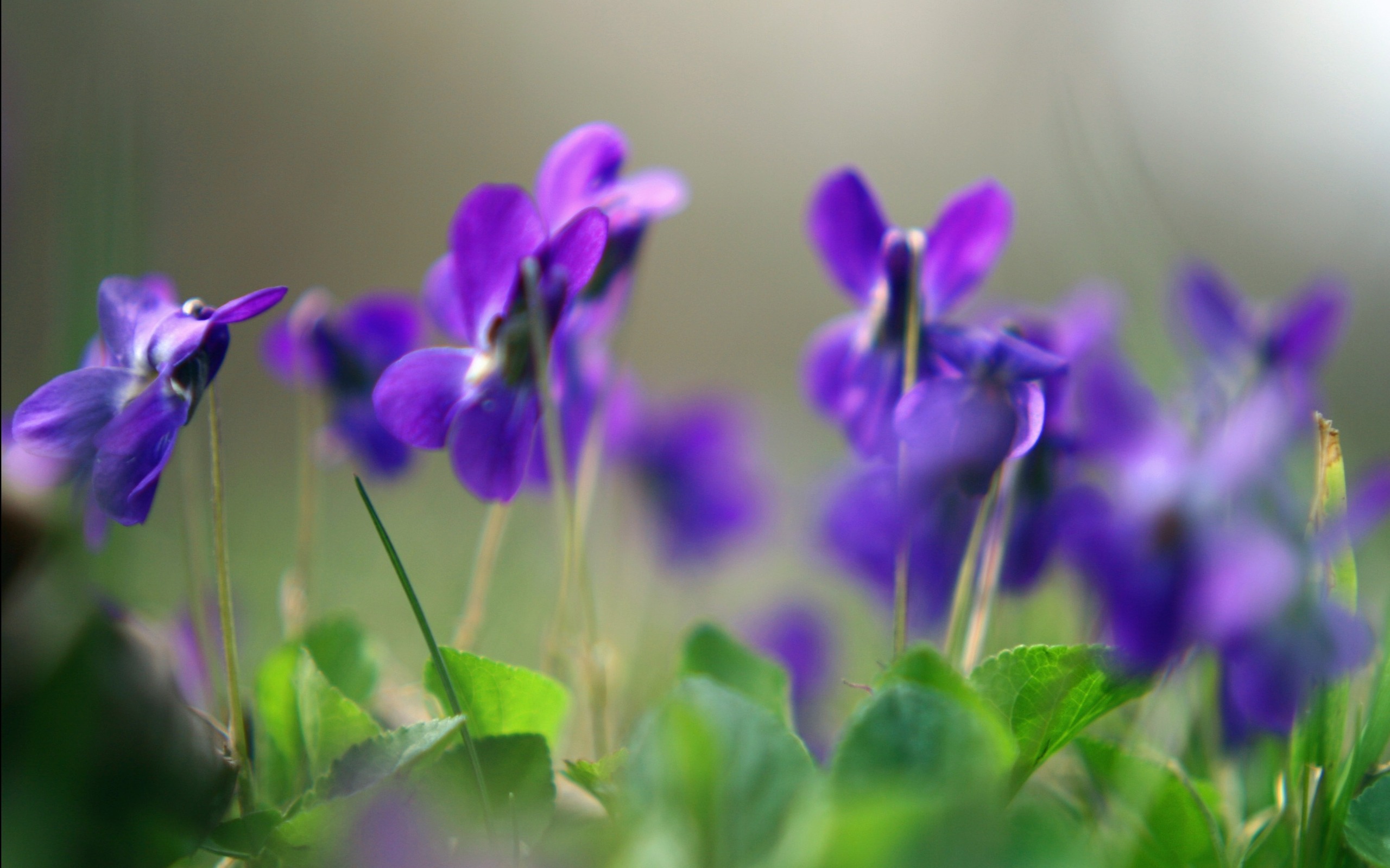 Téléchargez gratuitement l'image Fleurs, Fleur, Terre/nature sur le bureau de votre PC