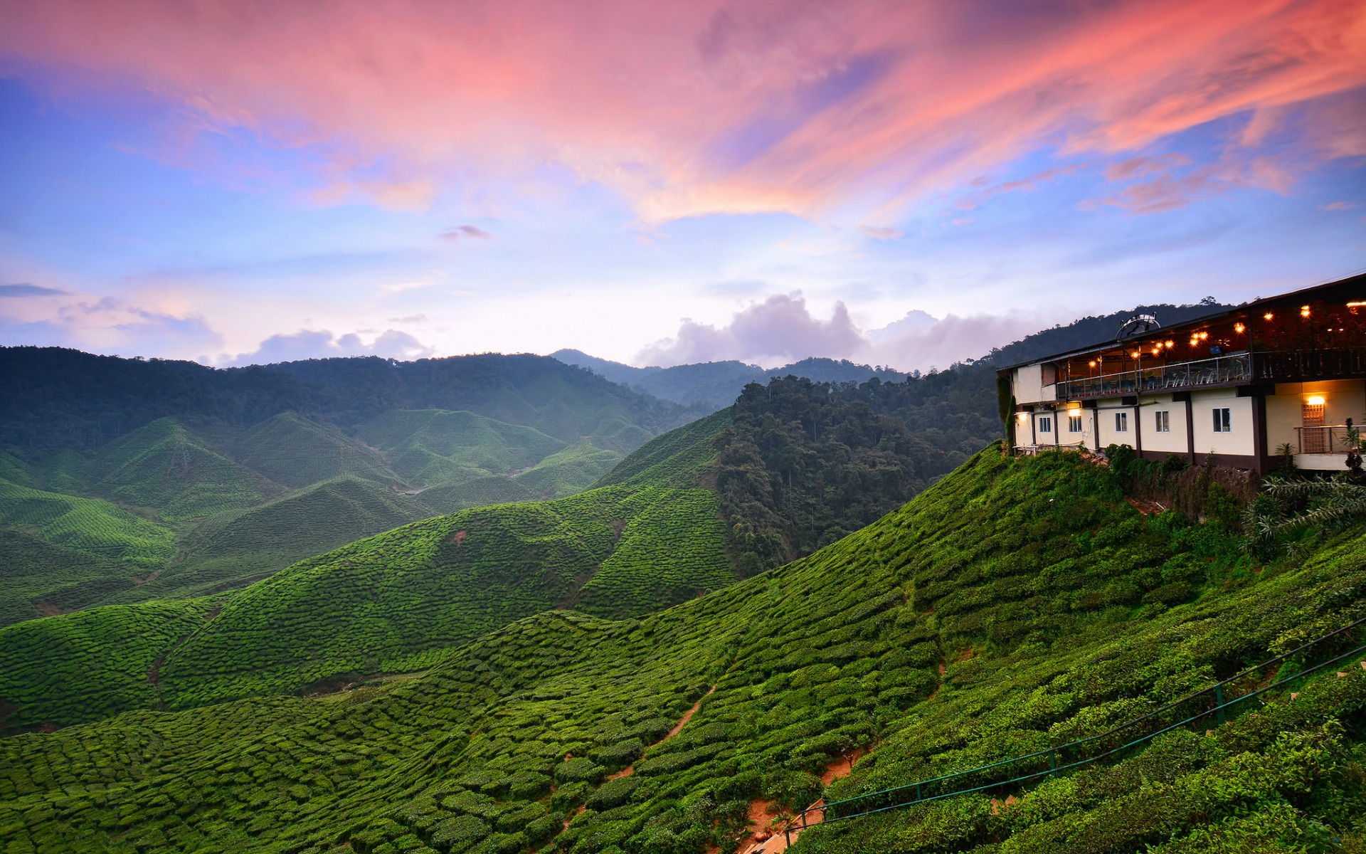 man made, tea plantation, forest, green, landscape, mountain