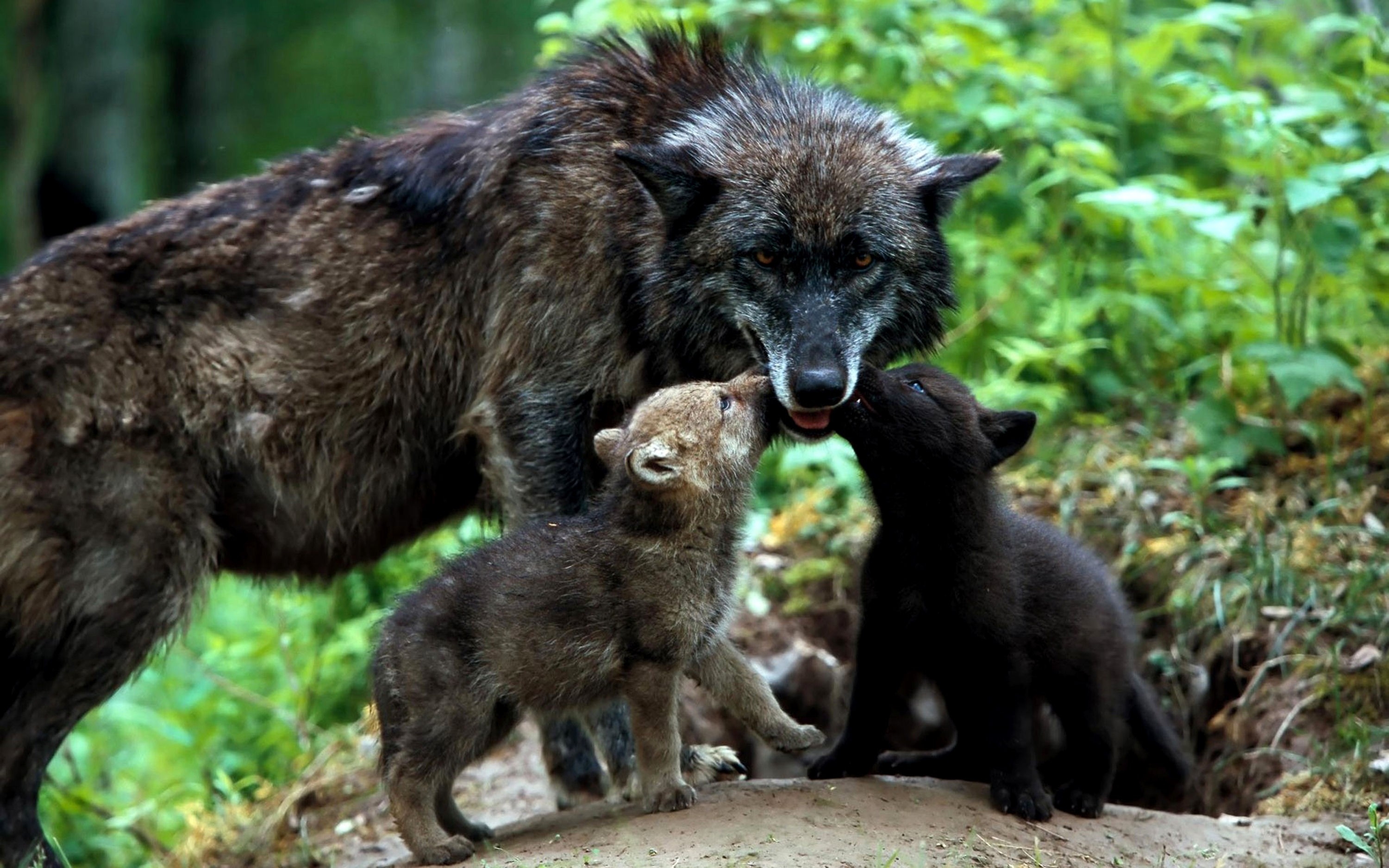 100826 baixar papel de parede lobos, animais, grama, uma família, família, filhotes - protetores de tela e imagens gratuitamente