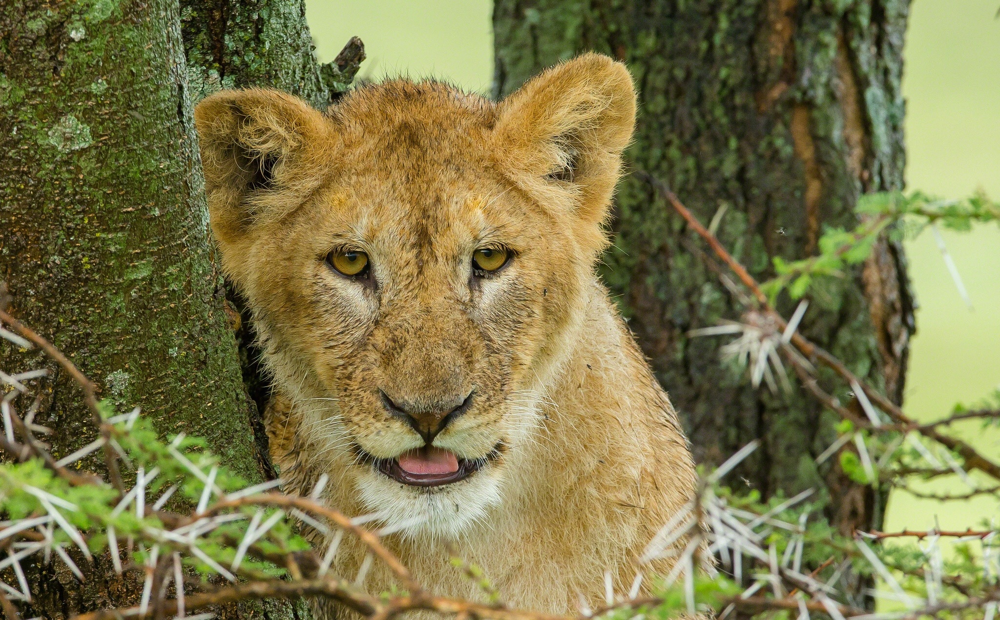 Descarga gratuita de fondo de pantalla para móvil de Animales, Gatos, León.