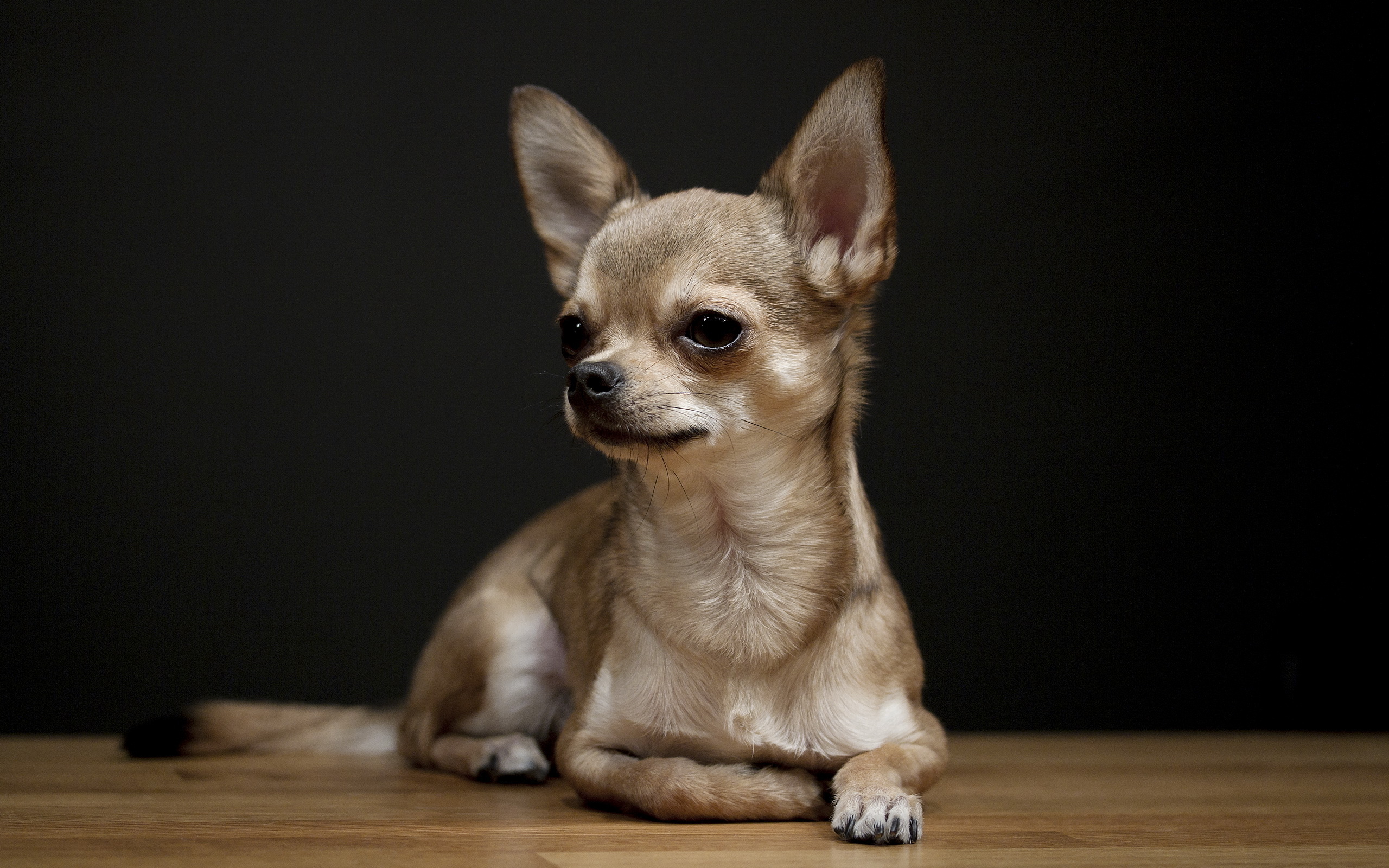 Télécharger des fonds d'écran Chihuahua HD