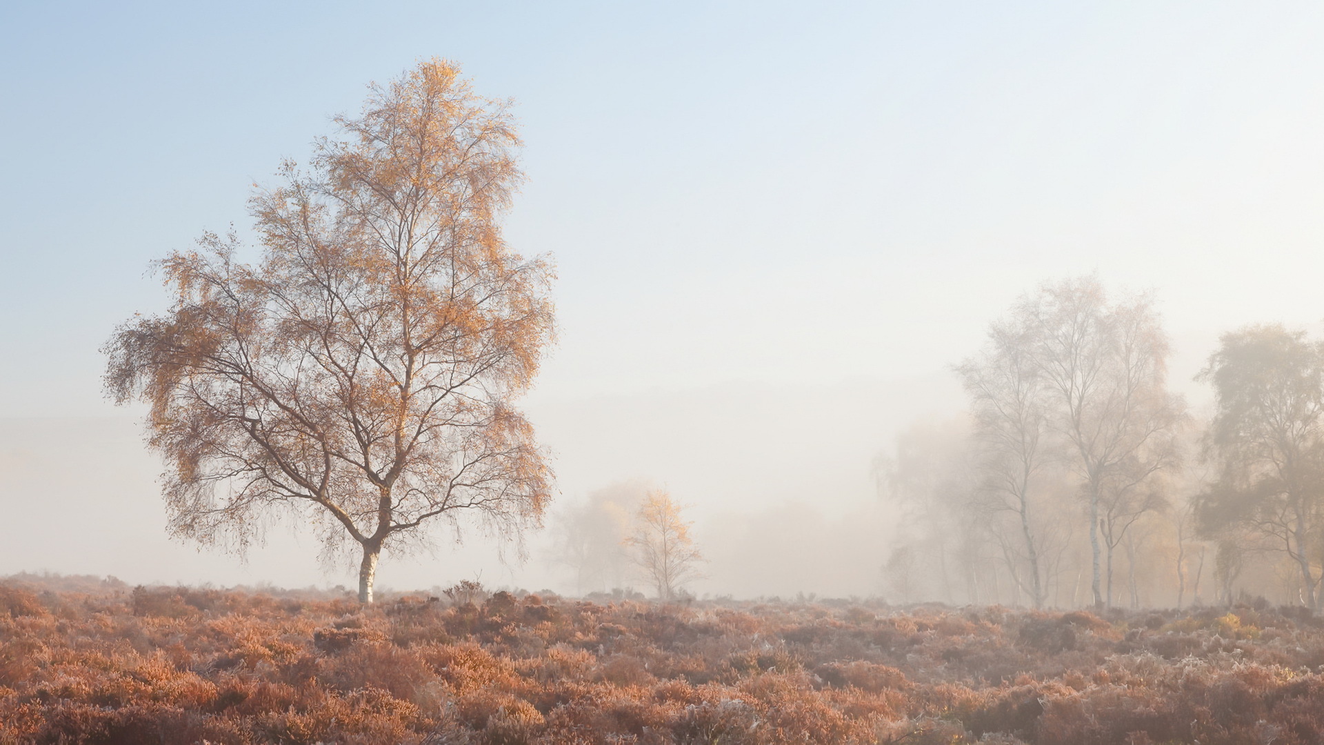 Download mobile wallpaper Nature, Tree, Fog, Earth for free.