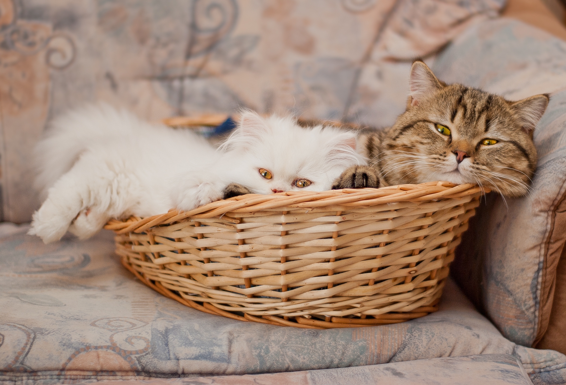 Free download wallpaper Pair, To Lie Down, Lie, Basket, Animals, Couple, Cats on your PC desktop