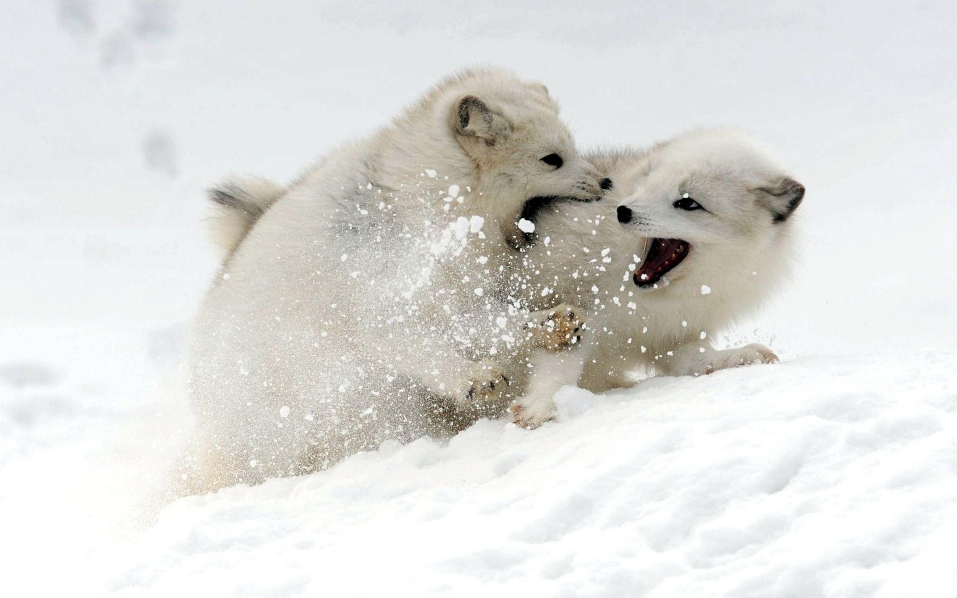 309097 baixar papel de parede animais, raposa do ártico, cães - protetores de tela e imagens gratuitamente