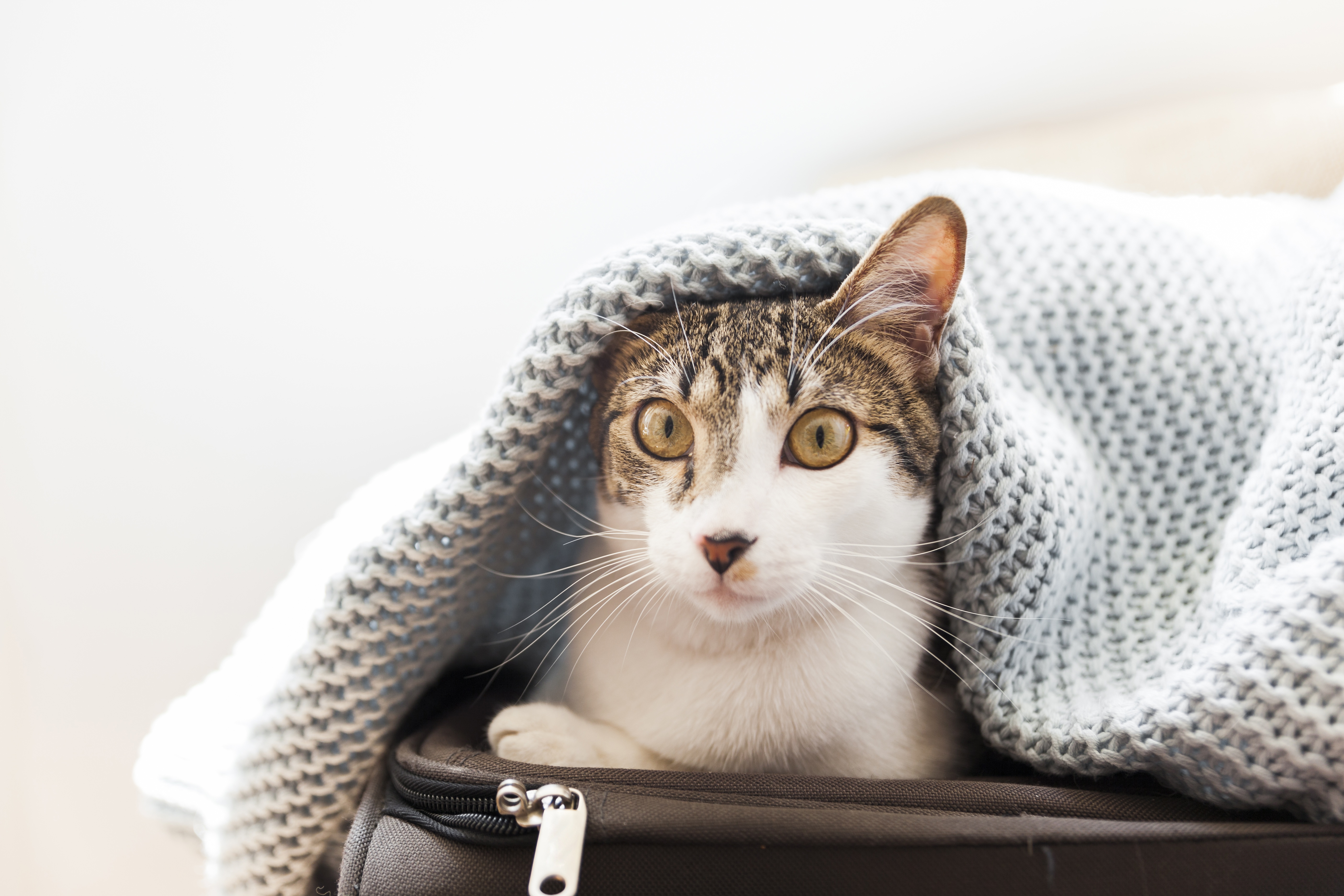 Téléchargez gratuitement l'image Animaux, Chats, Chat sur le bureau de votre PC