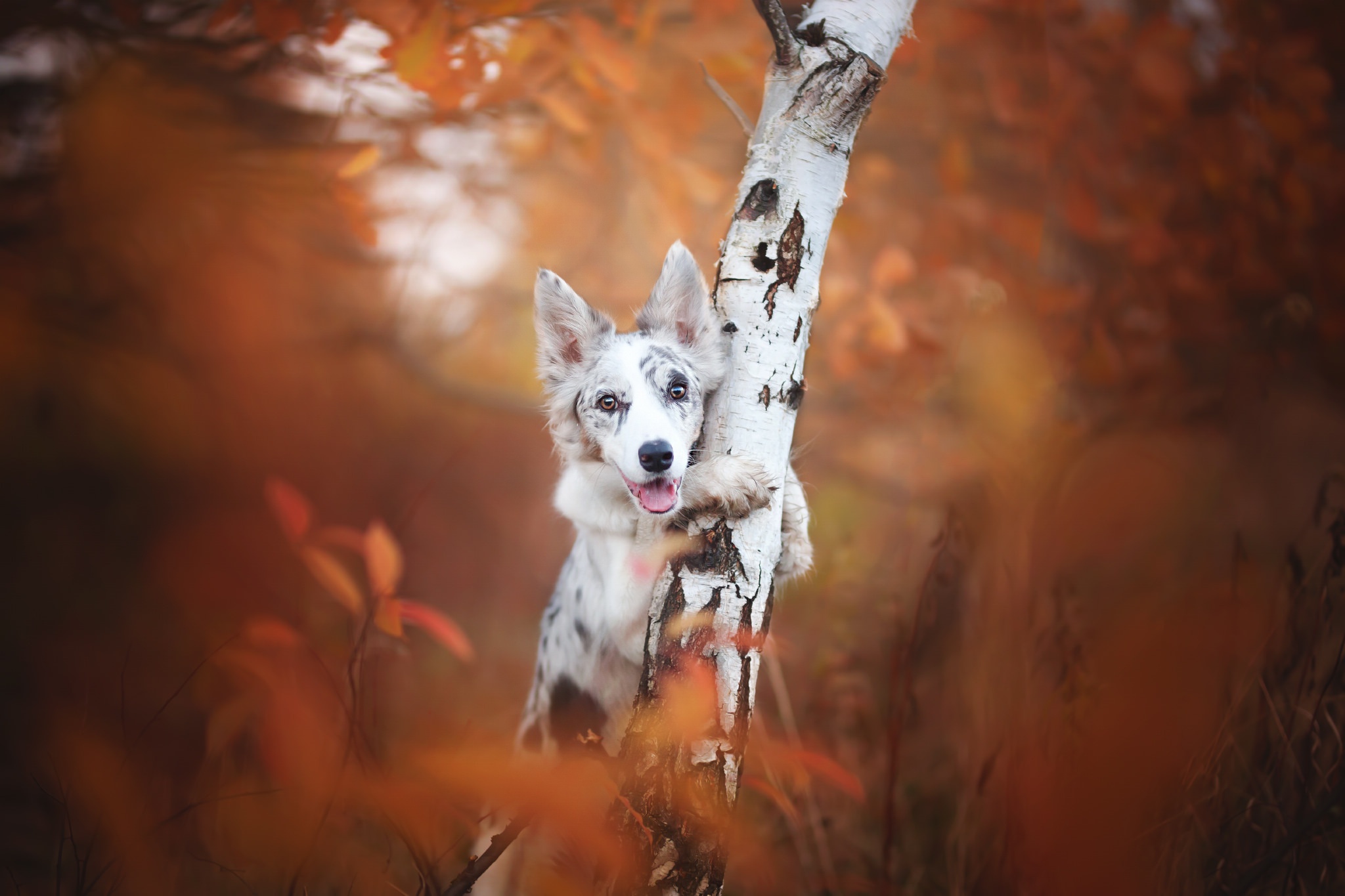 Free download wallpaper Dogs, Dog, Fall, Animal, Stare on your PC desktop