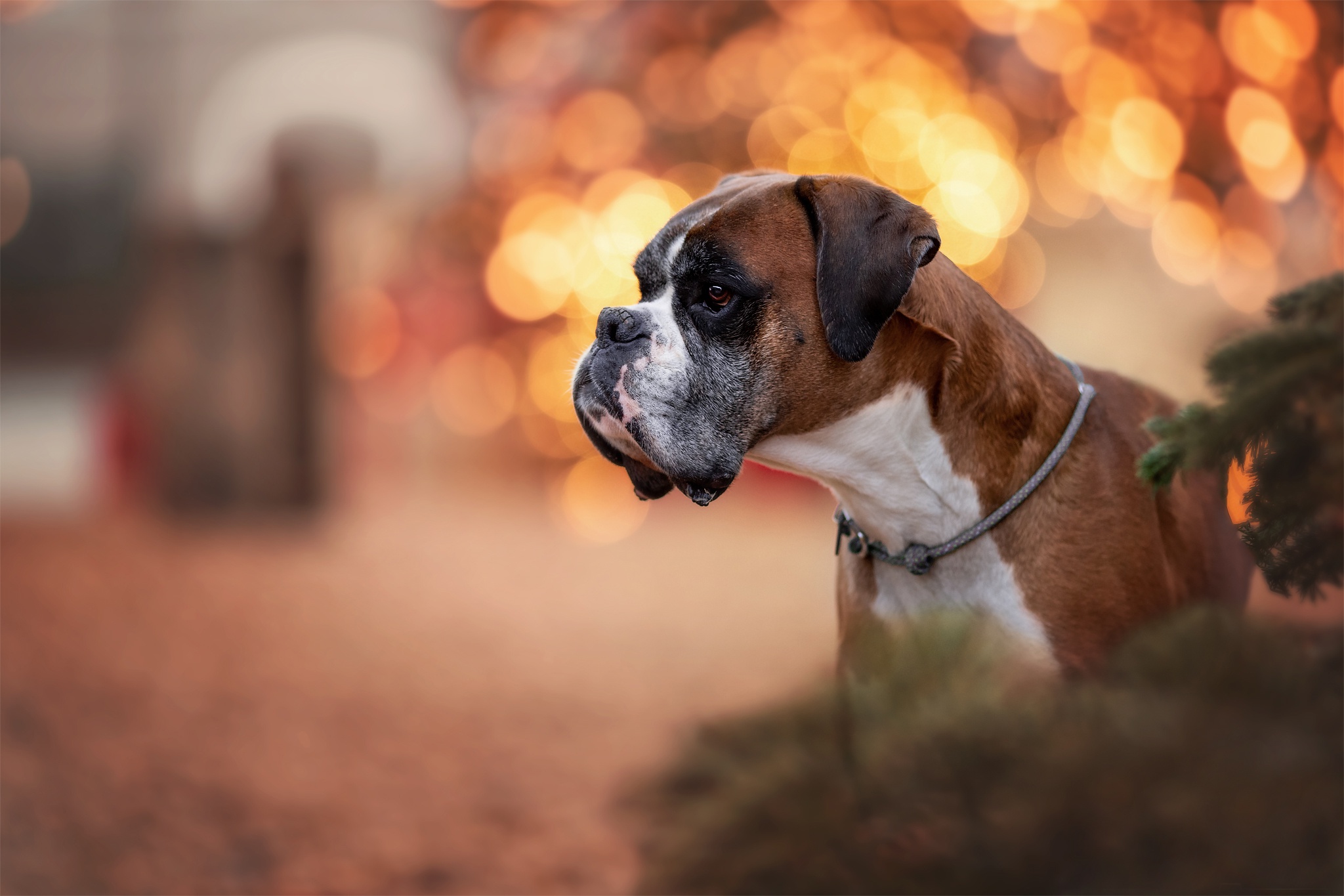 Laden Sie das Tiere, Hunde, Hund, Bokeh, Boxer-Bild kostenlos auf Ihren PC-Desktop herunter