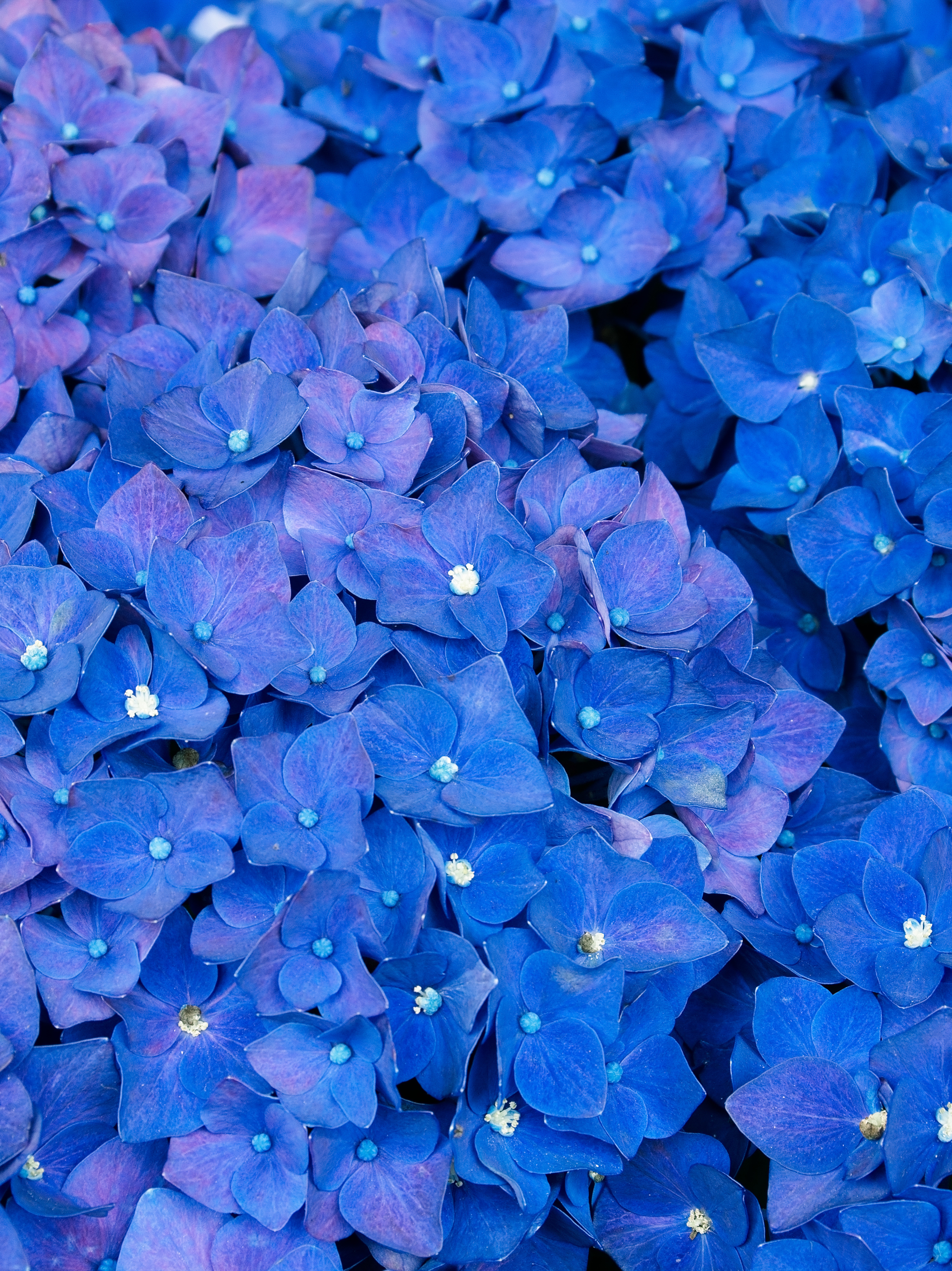 Descarga gratuita de fondo de pantalla para móvil de Flores, Flor, Hortensia, Tierra/naturaleza, Flor Azul.