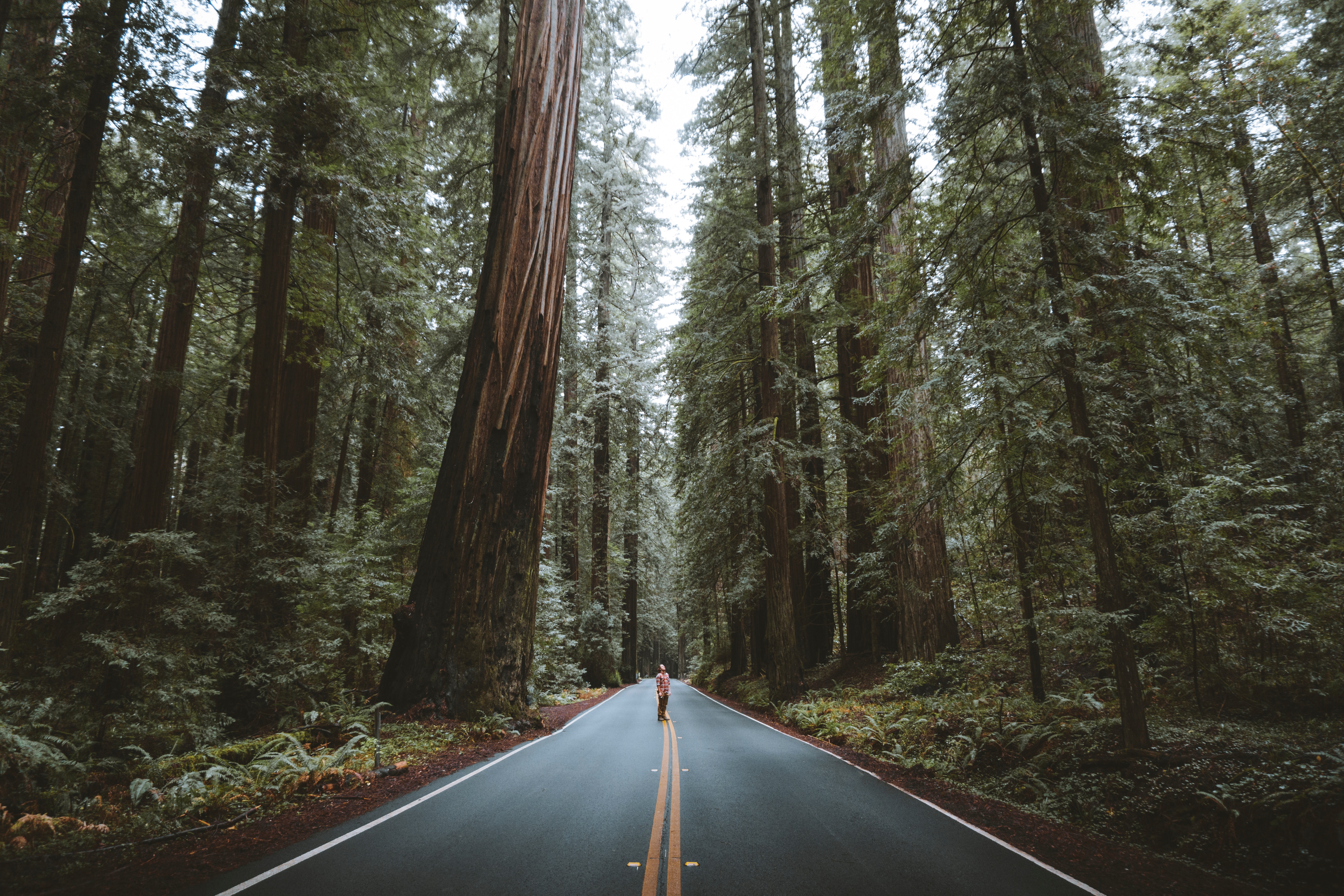 nature, trees, road, forest, asphalt, human, person Panoramic Wallpaper