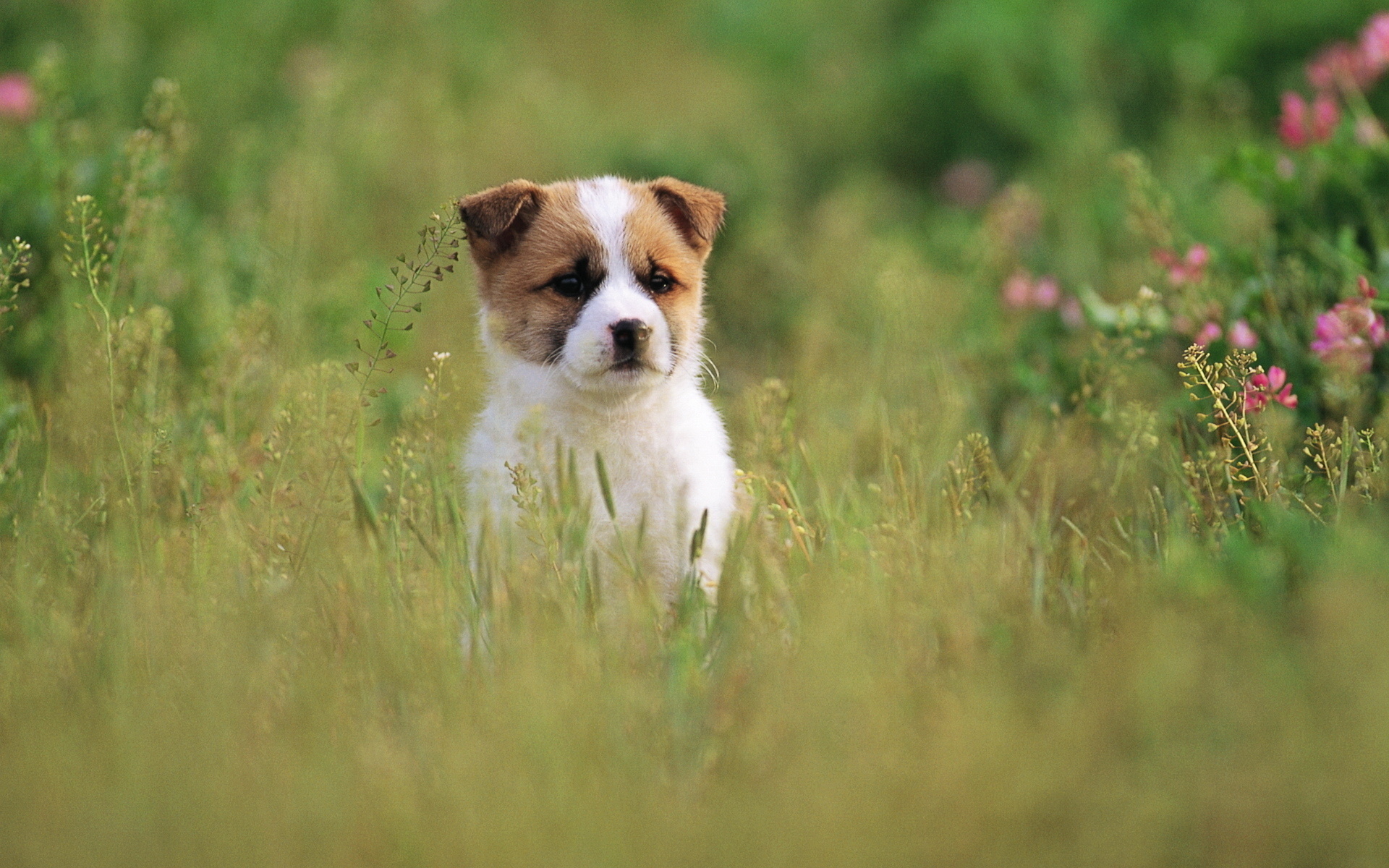 PCデスクトップに犬, 動物画像を無料でダウンロード