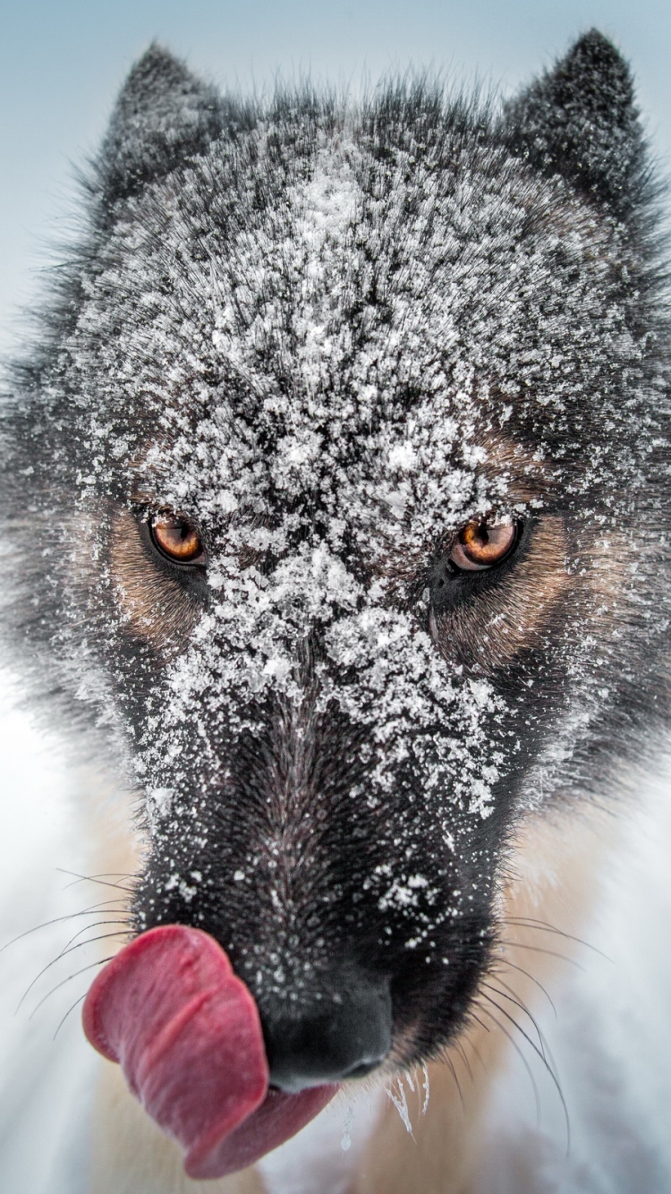 無料モバイル壁紙動物, オオカミ, 冬, 雪, 狼, 見詰める, 被写界深度をダウンロードします。